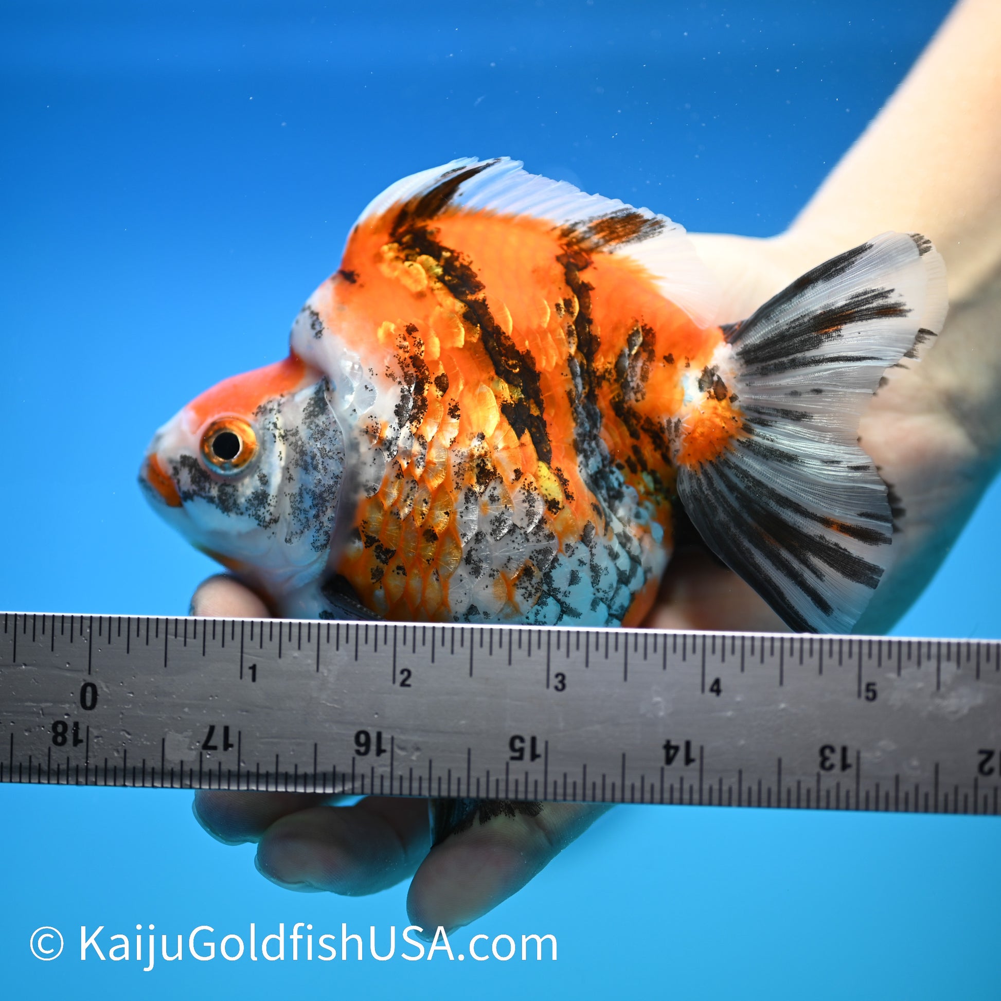 Jumbo Wide Tail Calico Ryukin 5-5.5 inches (240329_RY01) - Kaiju Goldfish USA