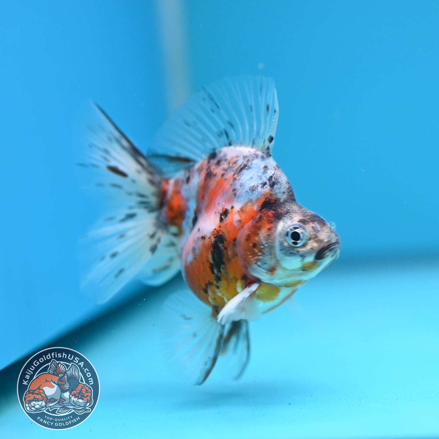 Calico Long Tail Ryukin 2.8 inches Body (250606_RY02)