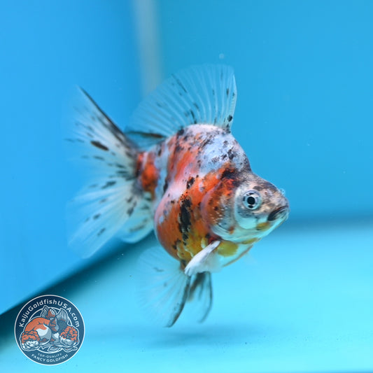 Calico Long Tail Ryukin 2.8 inches Body (250606_RY02)