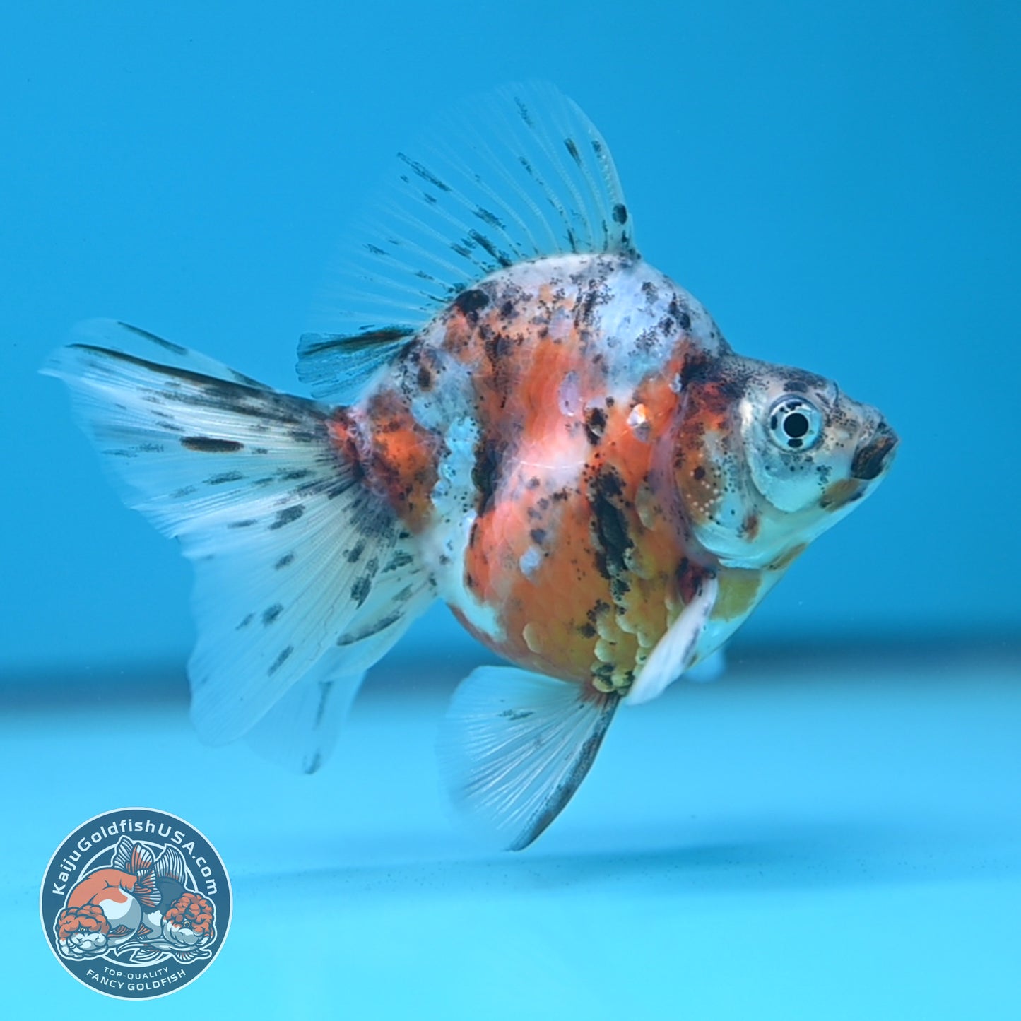 Calico Long Tail Ryukin 2.8 inches Body (250606_RY02)
