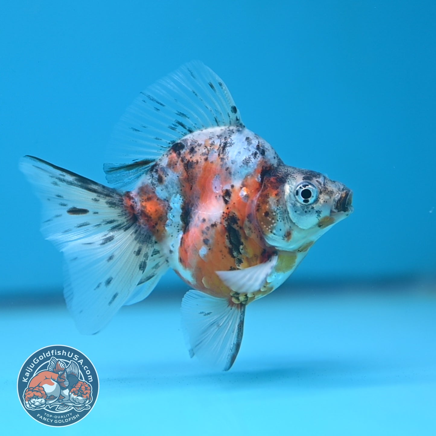 Calico Long Tail Ryukin 2.8 inches Body (250606_RY02)