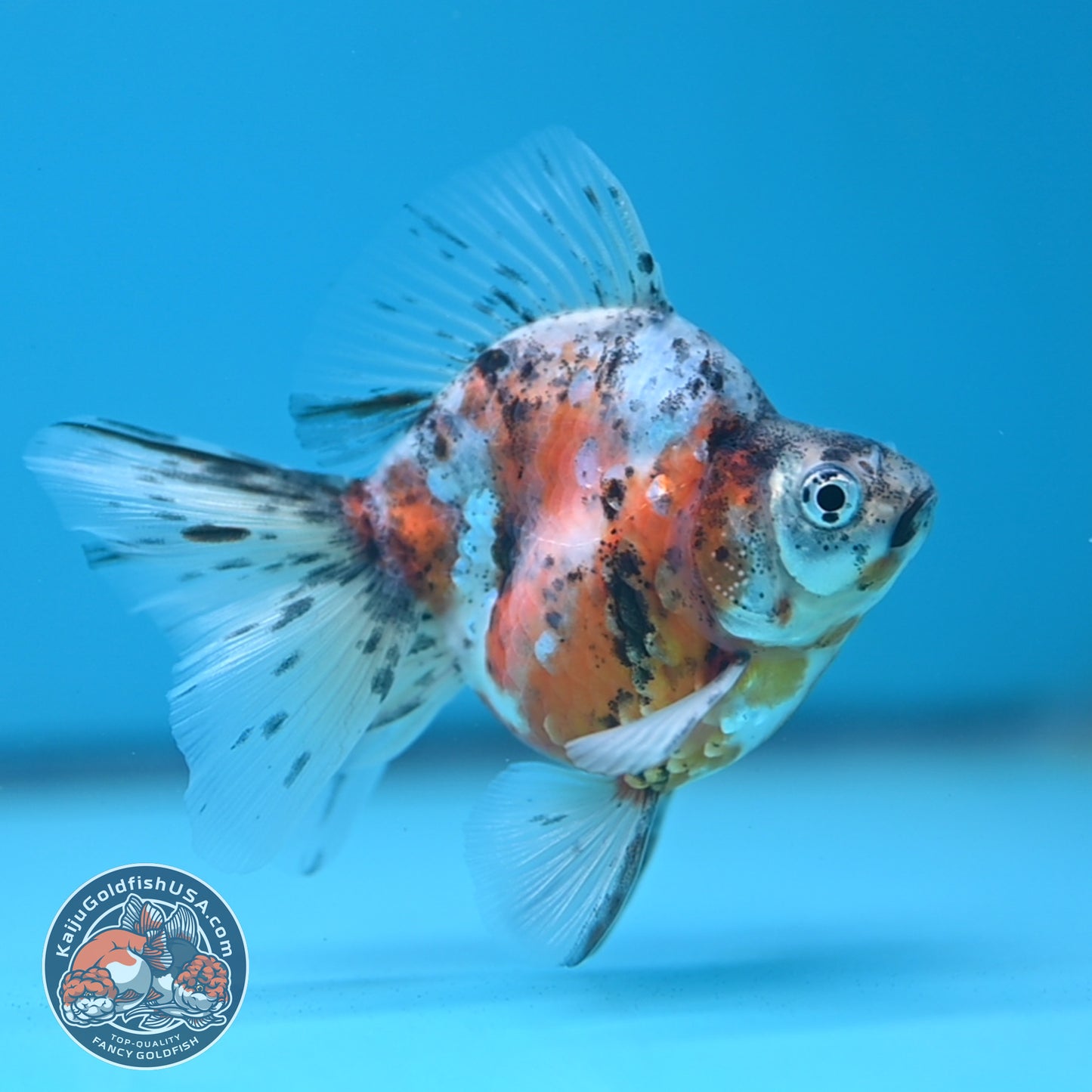 Calico Long Tail Ryukin 2.8 inches Body (250606_RY02)