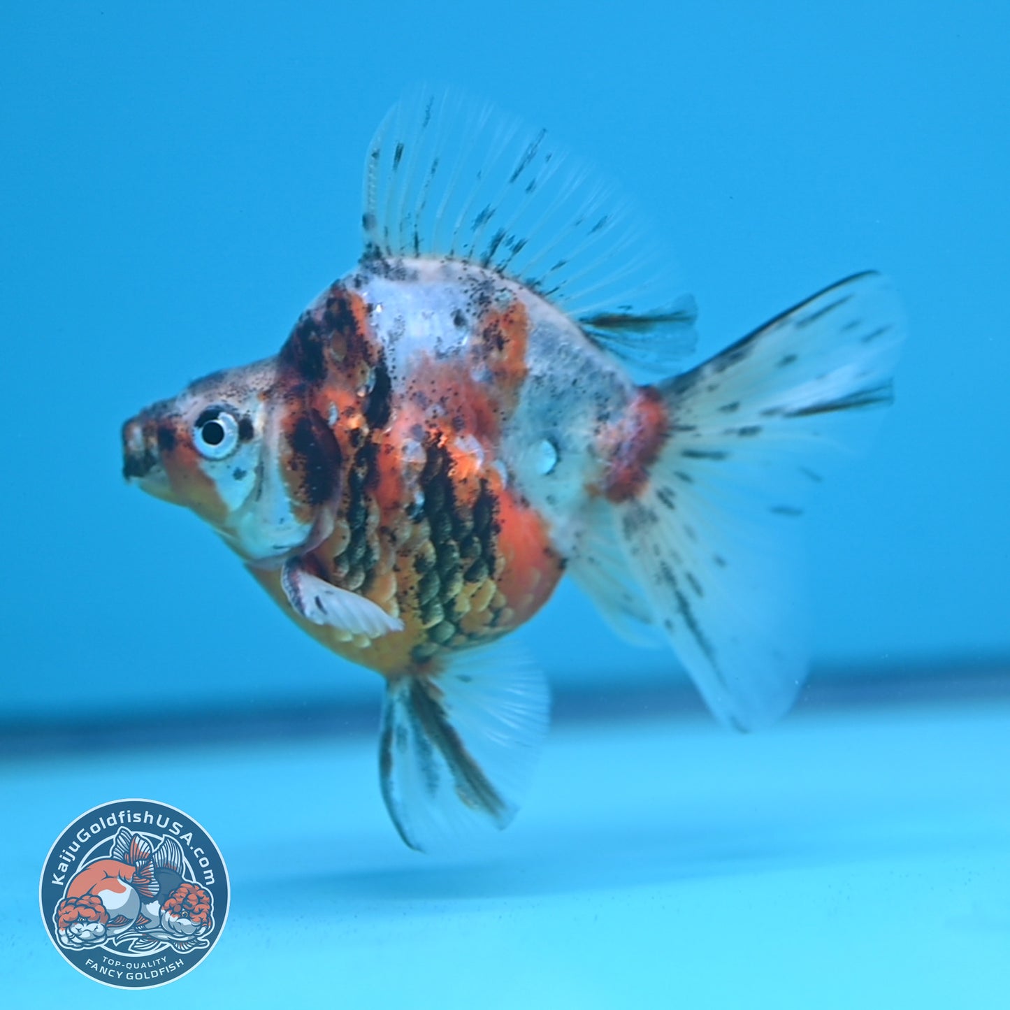 Calico Long Tail Ryukin 2.8 inches Body (250606_RY02)
