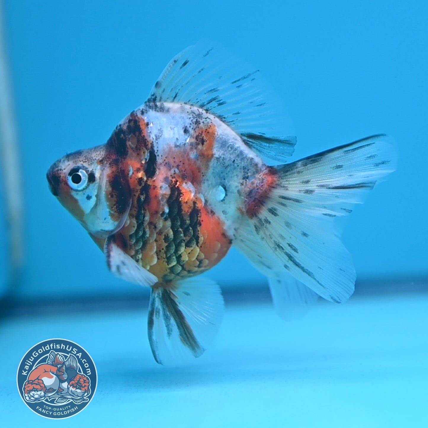 Calico Long Tail Ryukin 2.8 inches Body (250606_RY02)