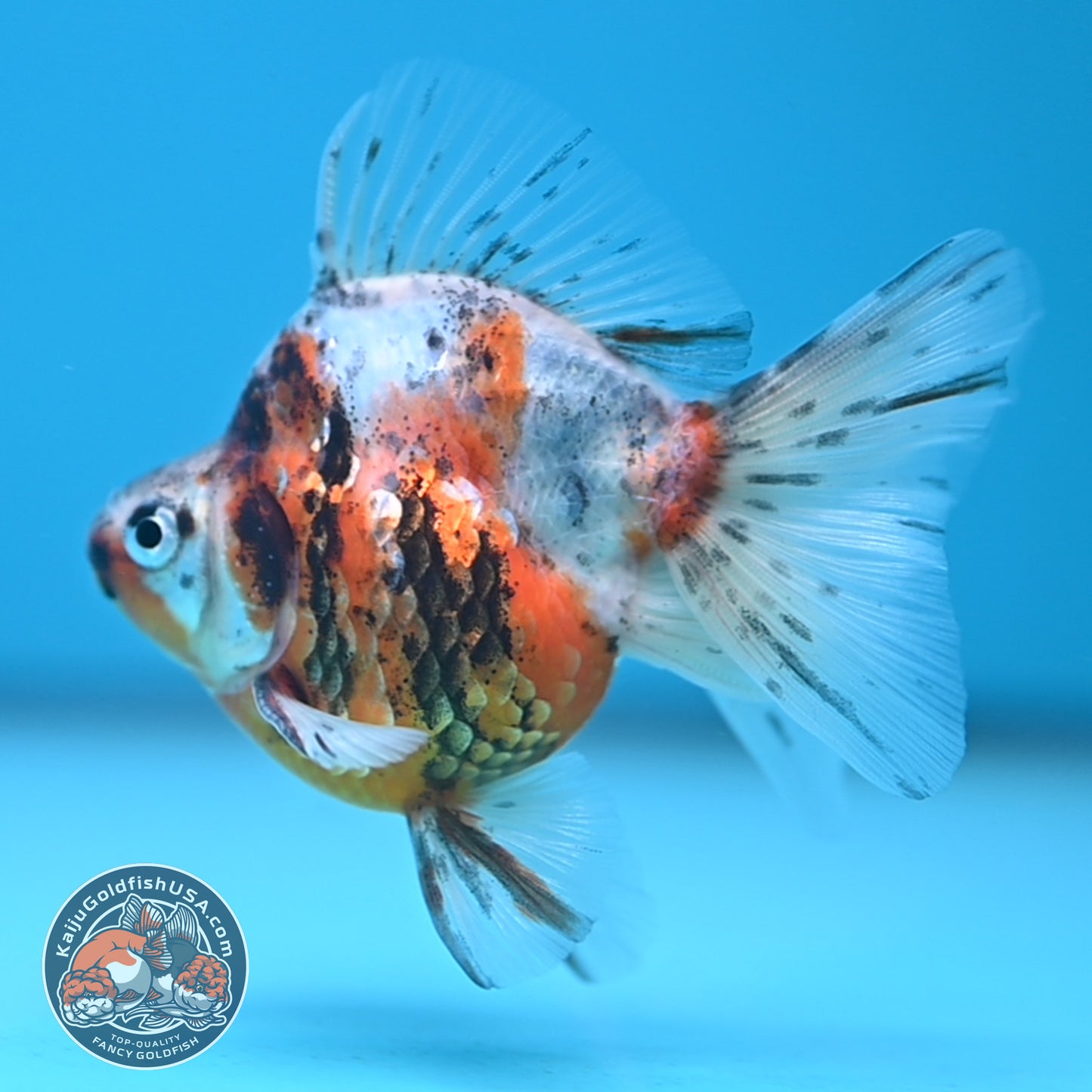 Calico Long Tail Ryukin 2.8 inches Body (250606_RY02)