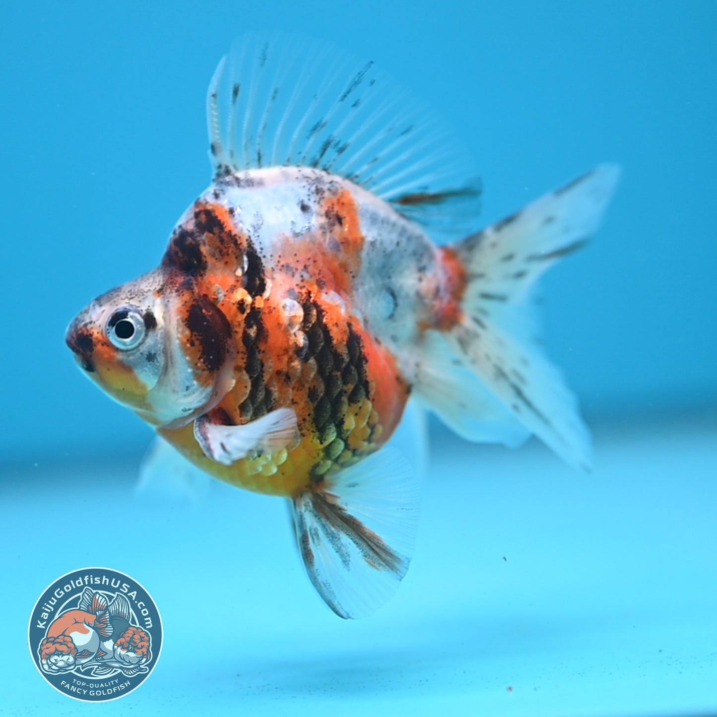 Calico Long Tail Ryukin 2.8 inches Body (250606_RY02)