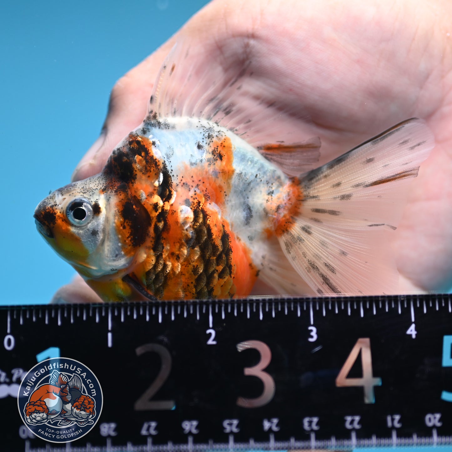 Calico Long Tail Ryukin 2.8 inches Body (250606_RY02)