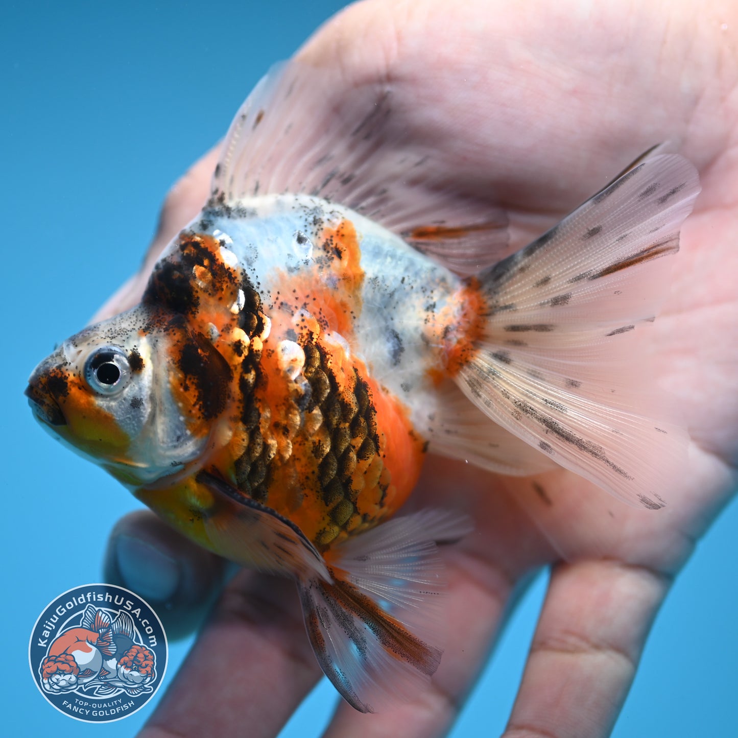 Calico Long Tail Ryukin 2.8 inches Body (250606_RY02)