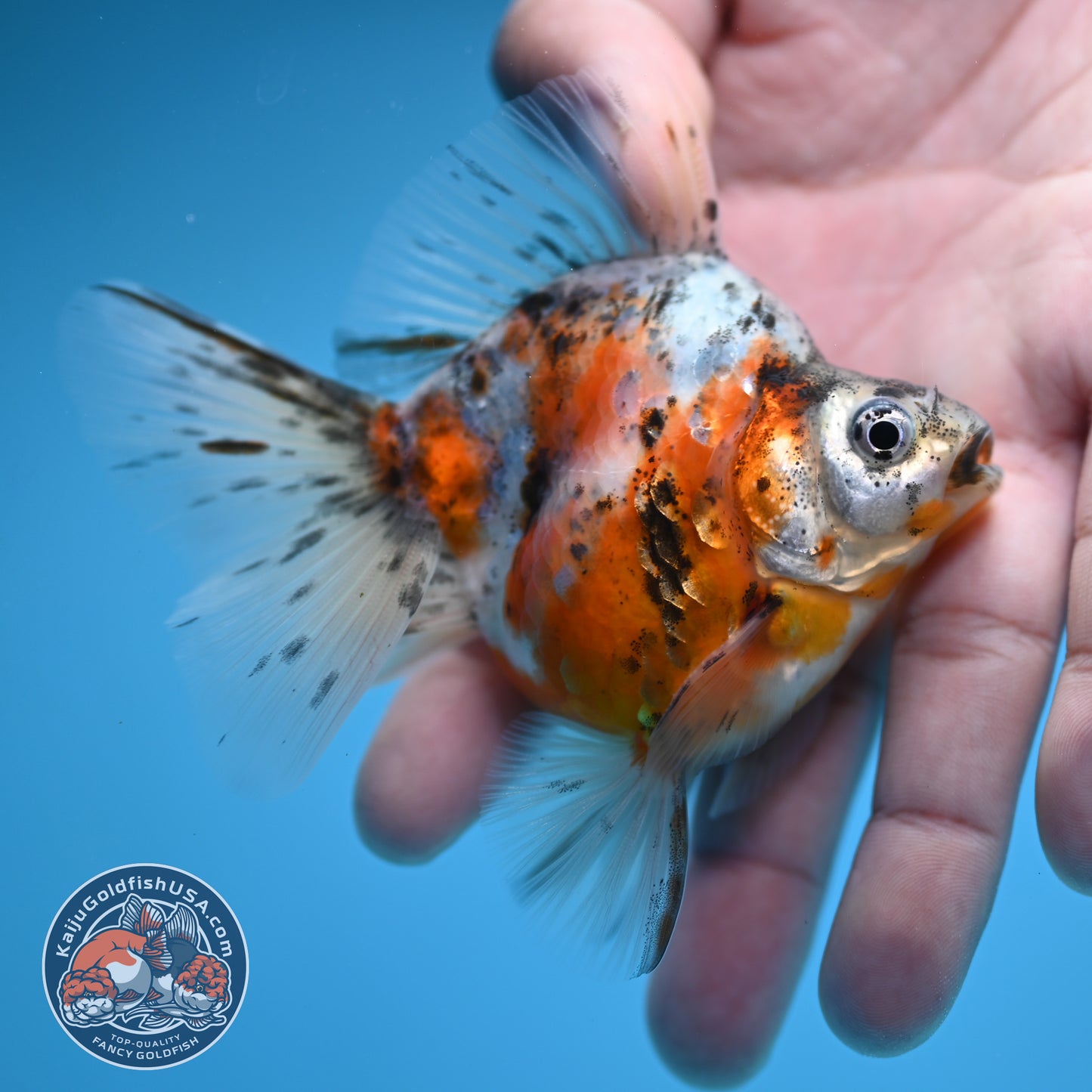 Calico Long Tail Ryukin 2.8 inches Body (250606_RY02)