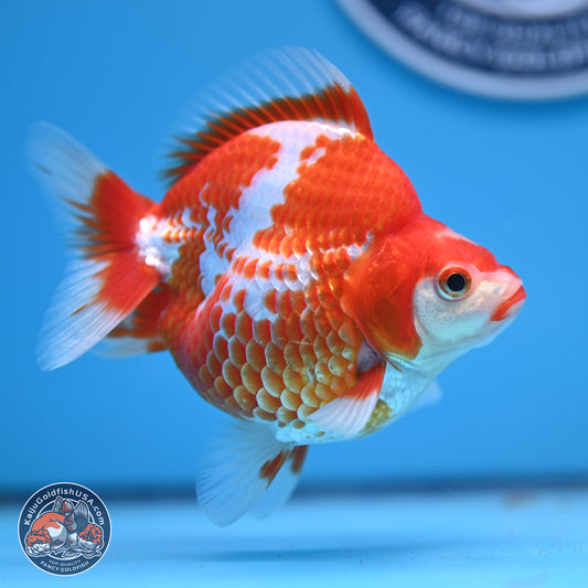 Red White Ryukin 3.75in Body (240816_RY02) - Kaiju Goldfish USA