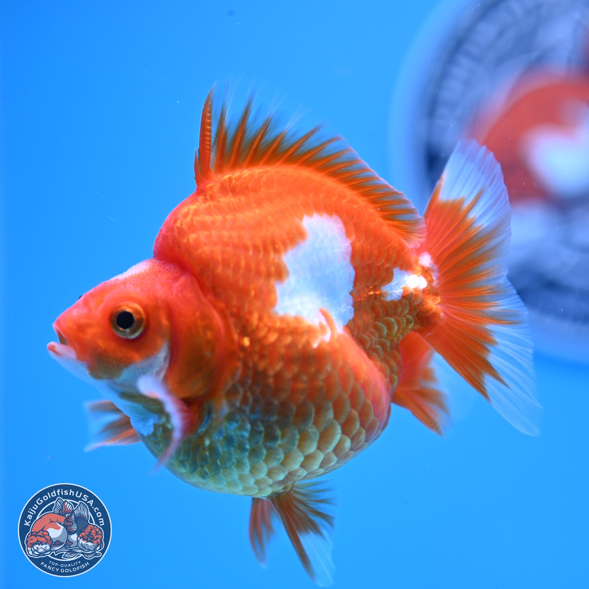 Red White Ryukin 3.5in Body (240823_RY02) - Kaiju Goldfish USA