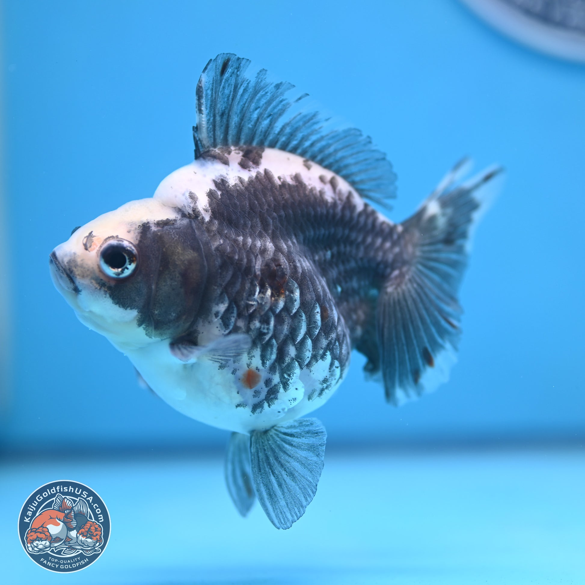 Grey Kirin Ryukin 3.75 inches Body - Male (250103_RY02) - Kaiju Goldfish USA