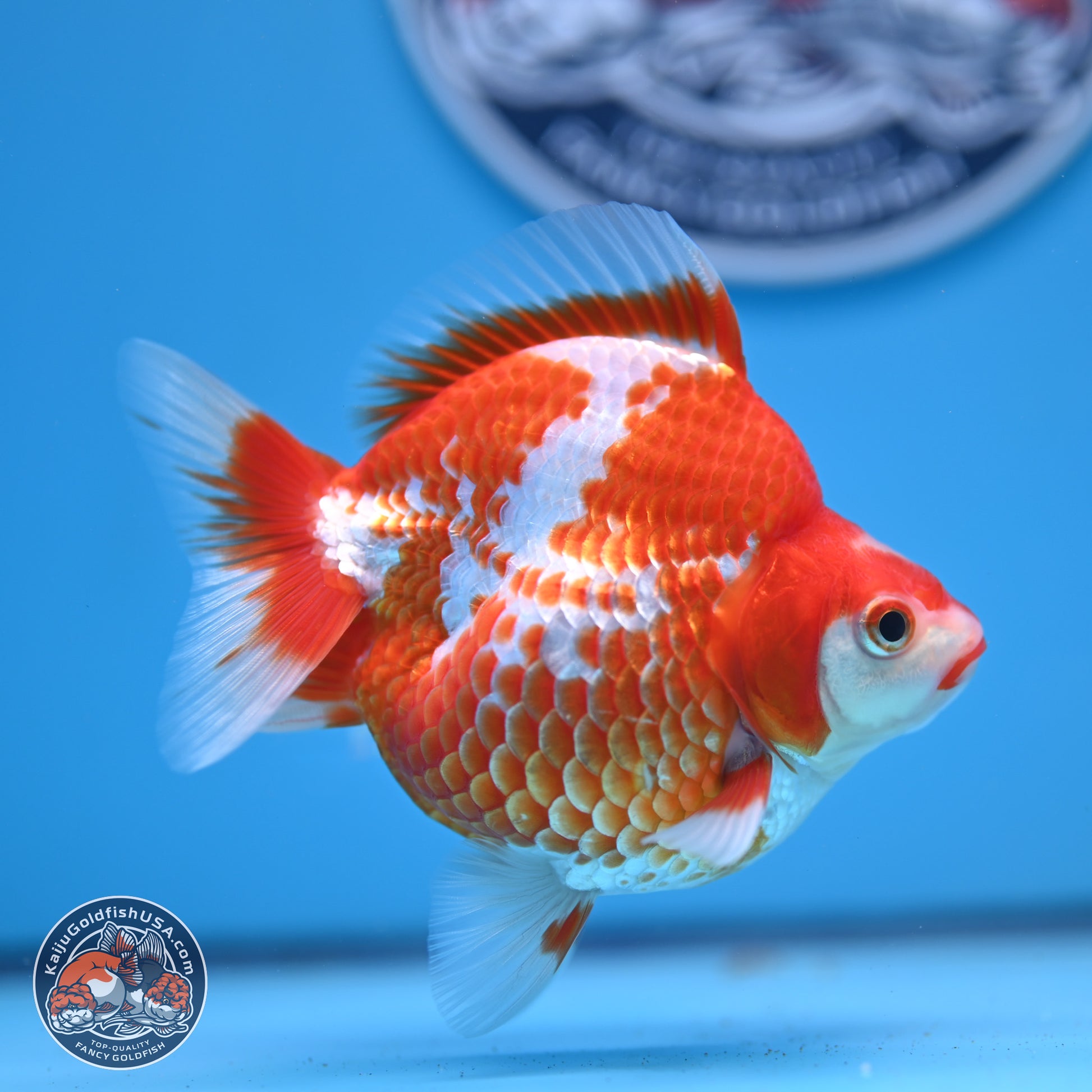 Red White Ryukin 3.75in Body (240816_RY02) - Kaiju Goldfish USA