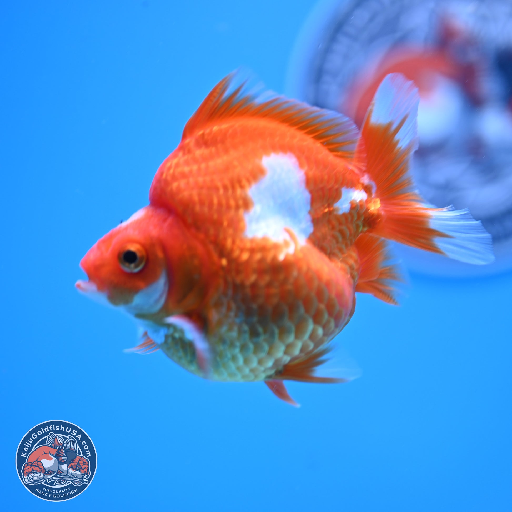 Red White Ryukin 3.5in Body (240823_RY02) - Kaiju Goldfish USA