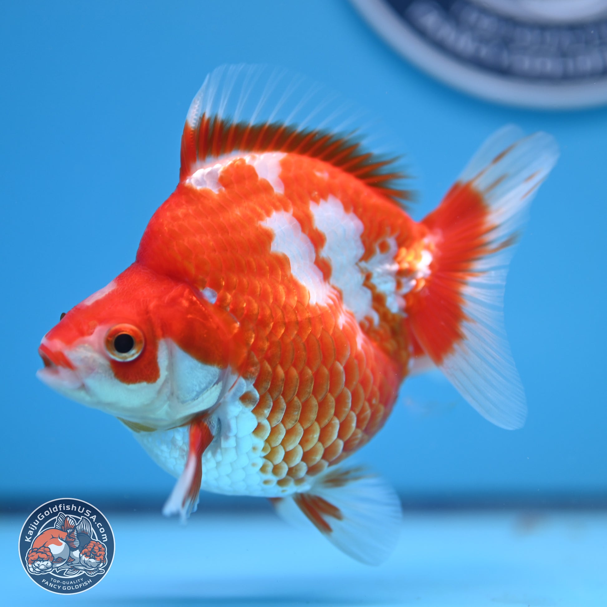 Red White Ryukin 3.75in Body (240816_RY02) - Kaiju Goldfish USA