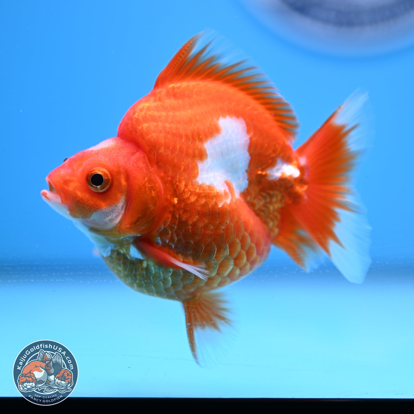 Red White Ryukin 3.5in Body (240823_RY02) - Kaiju Goldfish USA