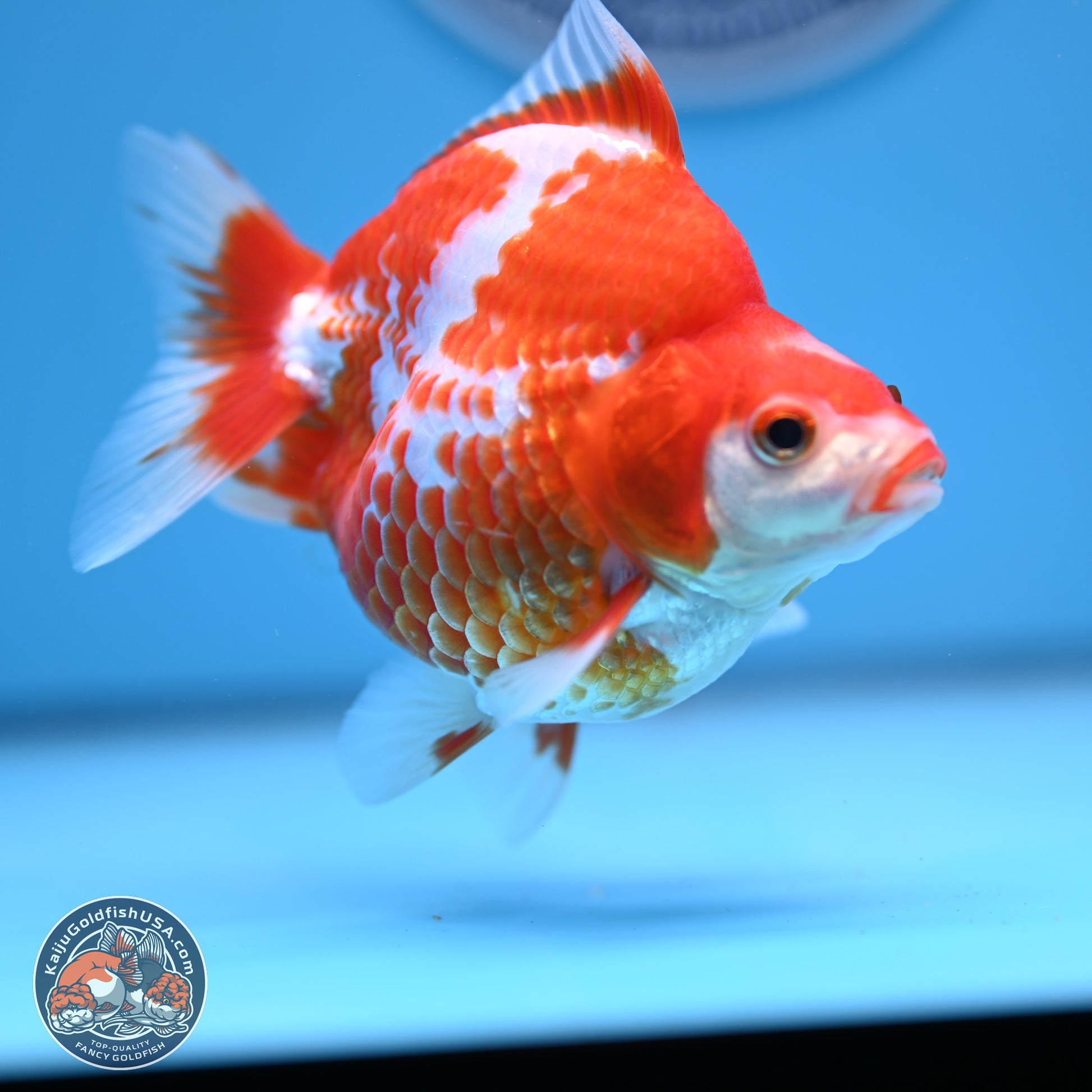 Red White Ryukin 3.75in Body (240816_RY02) - Kaiju Goldfish USA