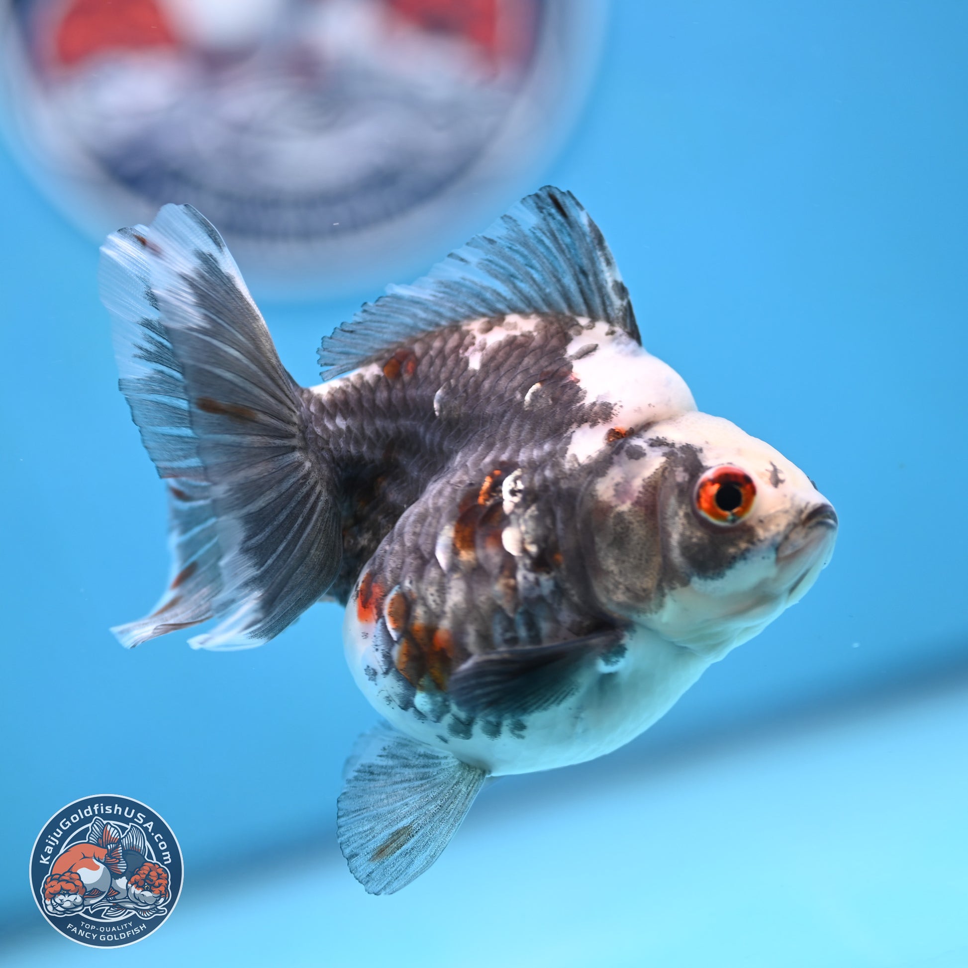 Grey Kirin Ryukin 3.75 inches Body - Male (250103_RY02) - Kaiju Goldfish USA