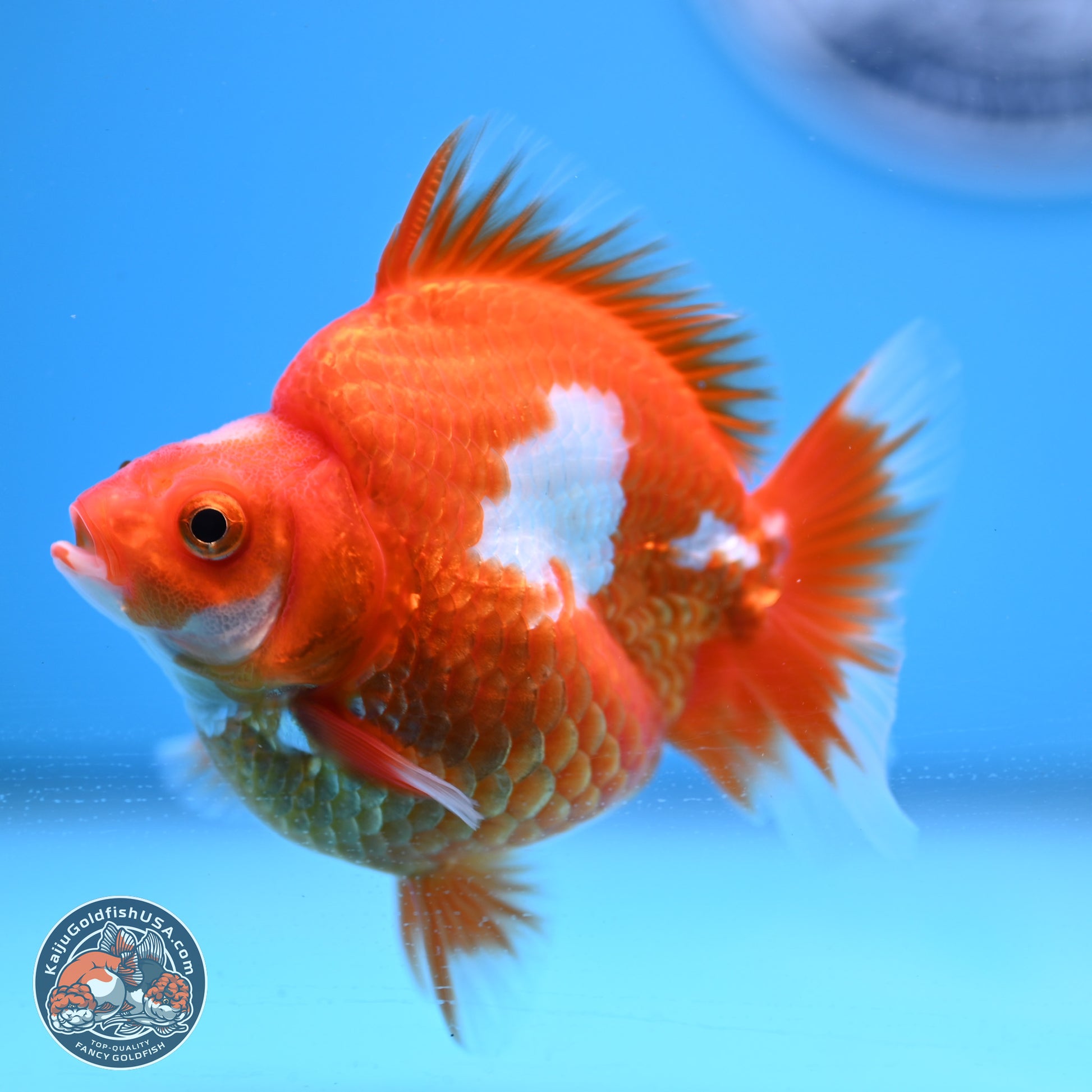 Red White Ryukin 3.5in Body (240823_RY02) - Kaiju Goldfish USA