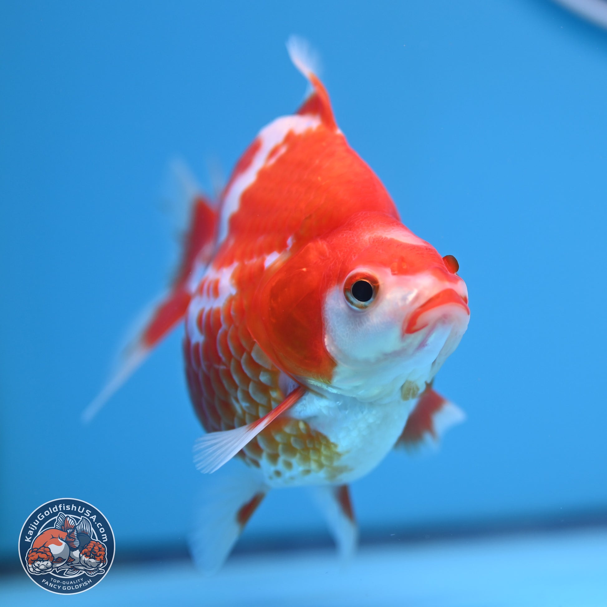 Red White Ryukin 3.75in Body (240816_RY02) - Kaiju Goldfish USA