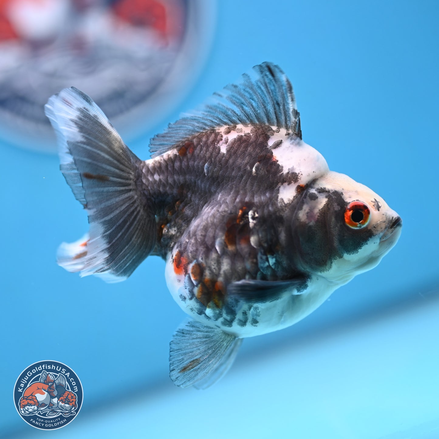 Grey Kirin Ryukin 3.75 inches Body - Male (250103_RY02) - Kaiju Goldfish USA