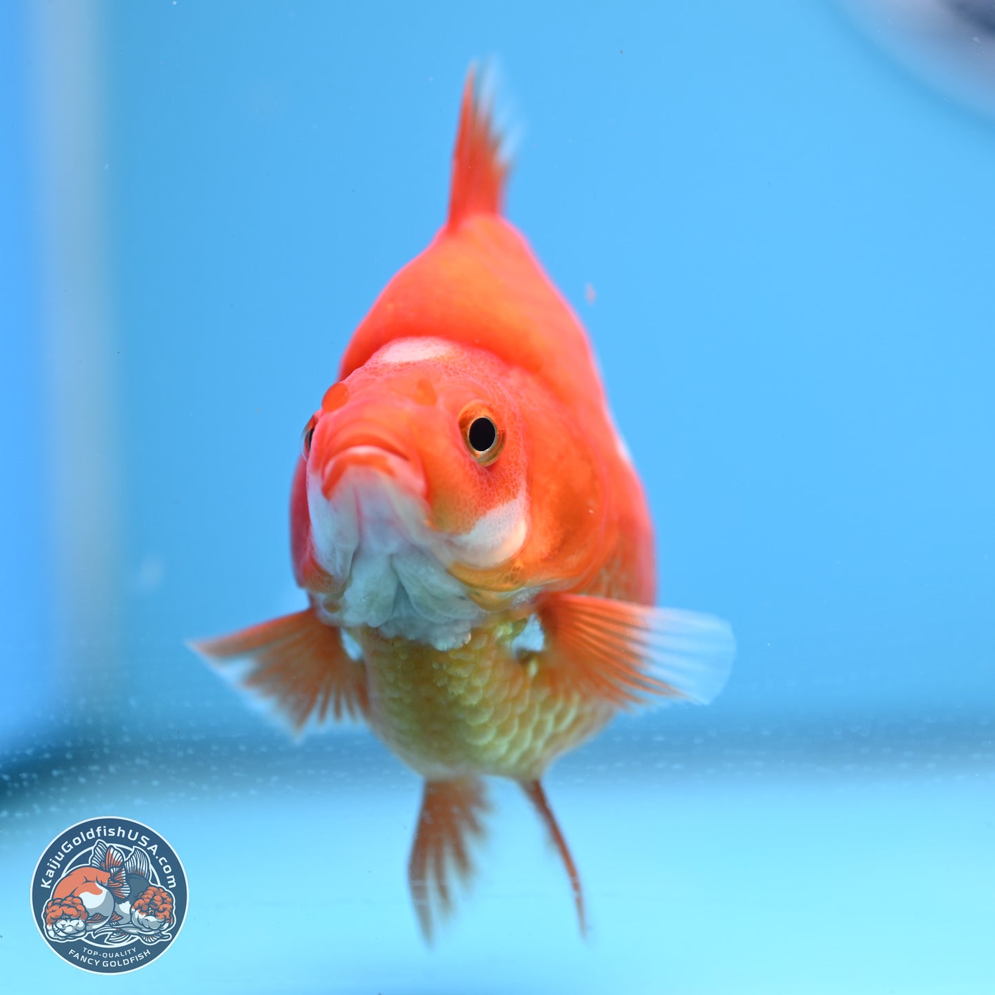 Red White Ryukin 3.5in Body (240823_RY02) - Kaiju Goldfish USA