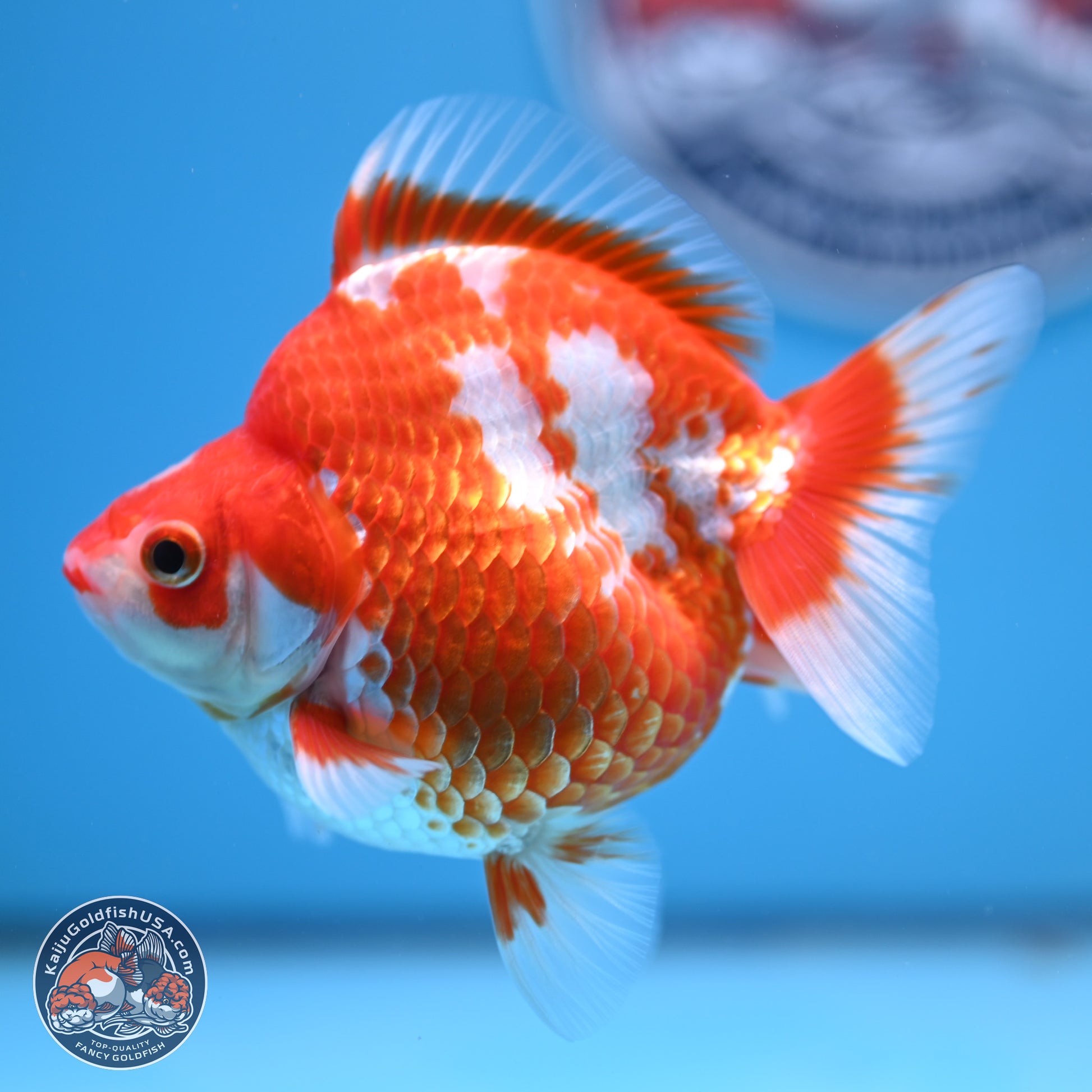 Red White Ryukin 3.75in Body (240816_RY02) - Kaiju Goldfish USA