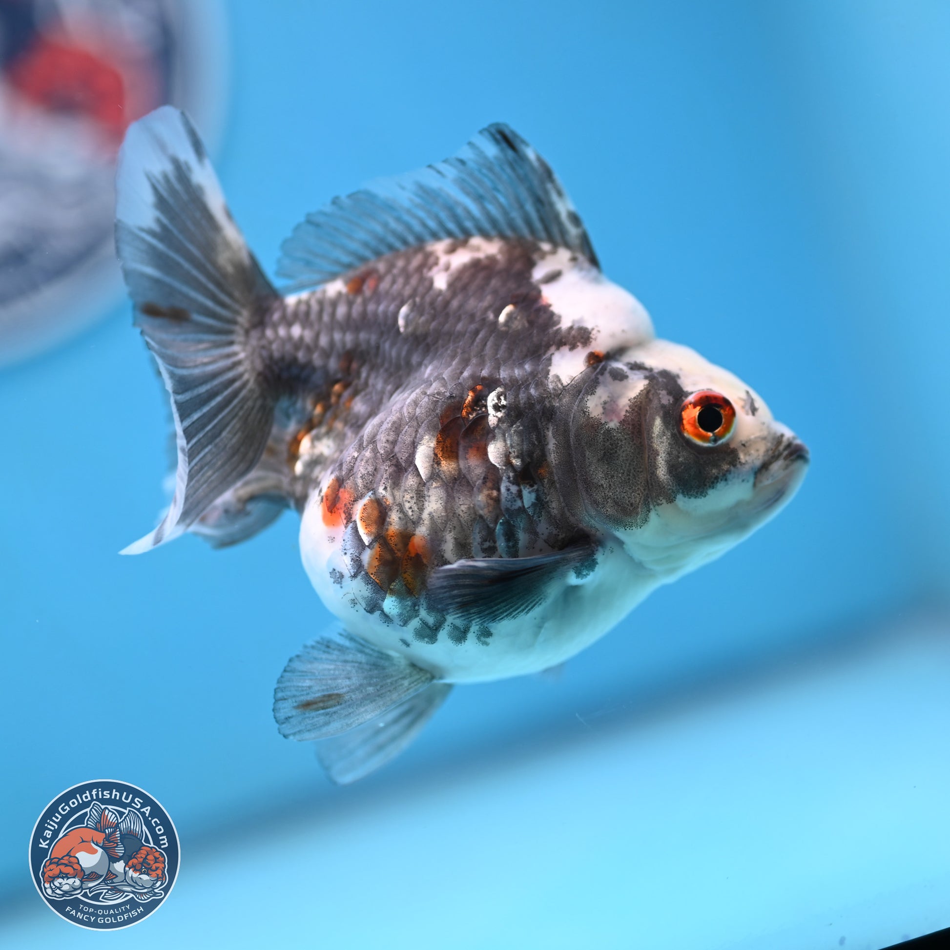 Grey Kirin Ryukin 3.75 inches Body - Male (250103_RY02) - Kaiju Goldfish USA