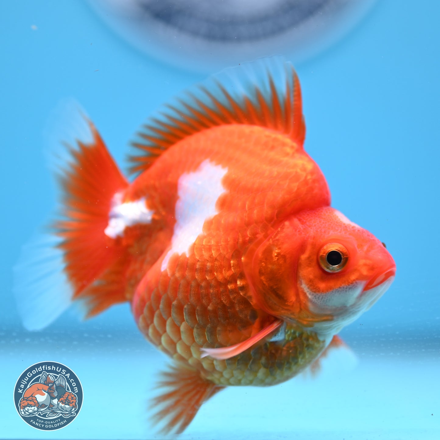 Red White Ryukin 3.5in Body (240823_RY02) - Kaiju Goldfish USA