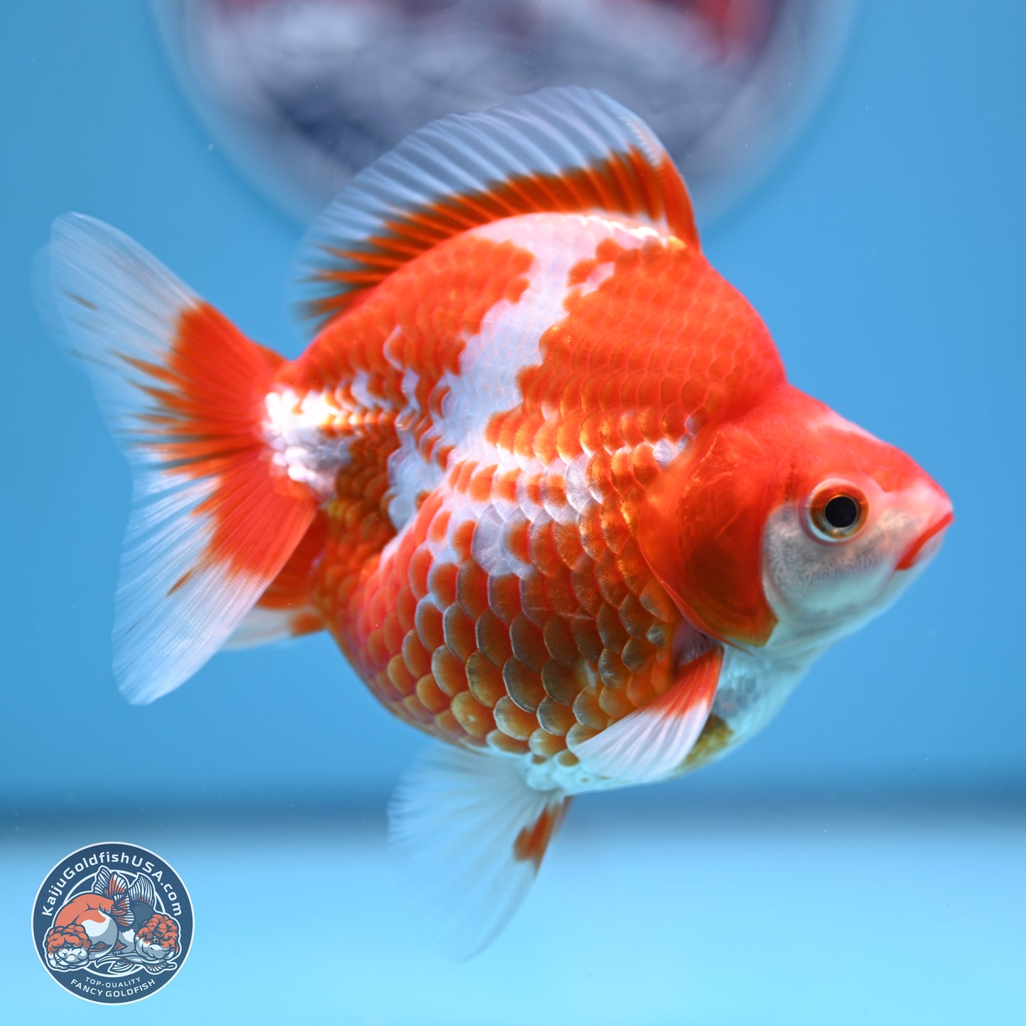 Red White Ryukin 3.75in Body (240816_RY02) - Kaiju Goldfish USA