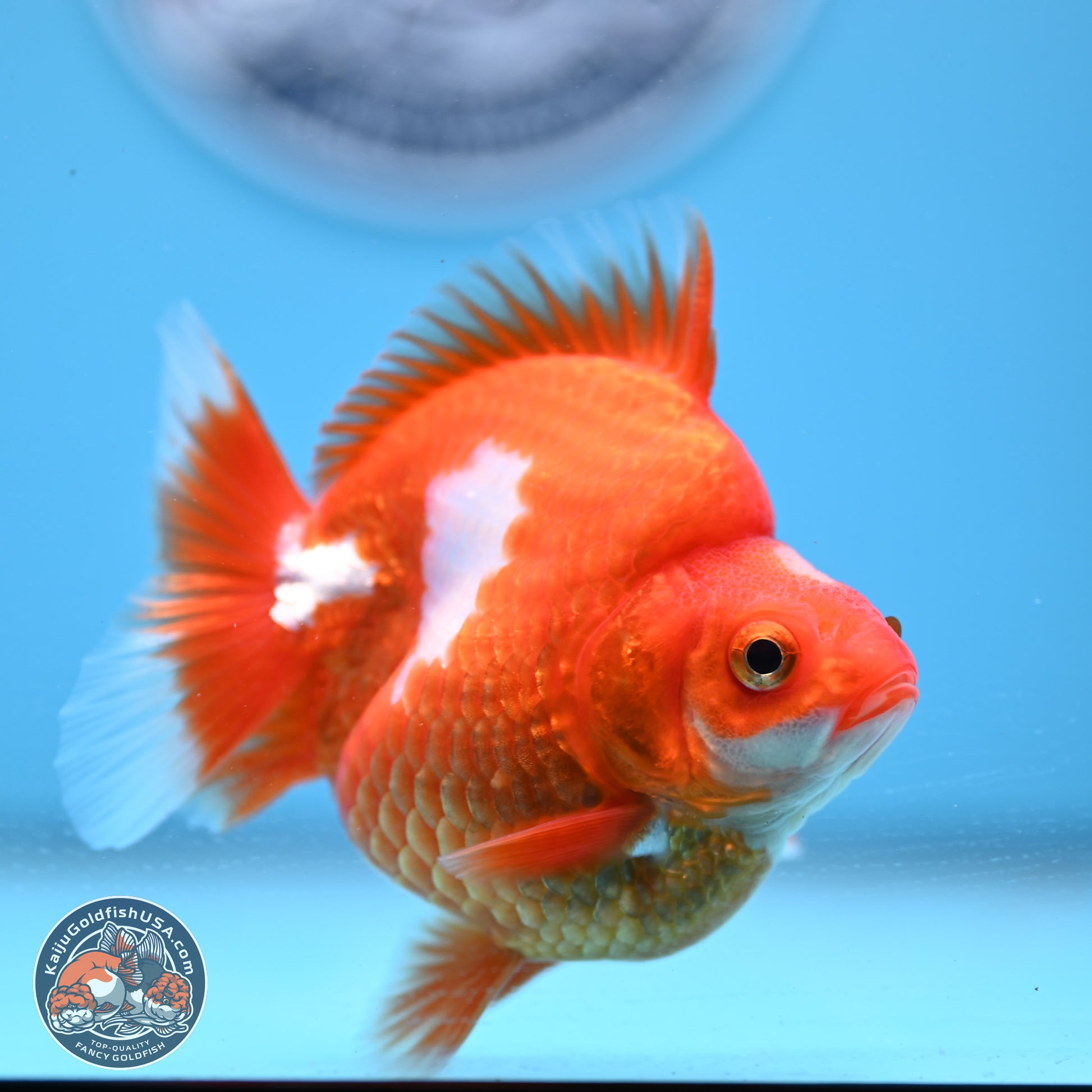 Red White Ryukin 3.5in Body (240823_RY02) - Kaiju Goldfish USA