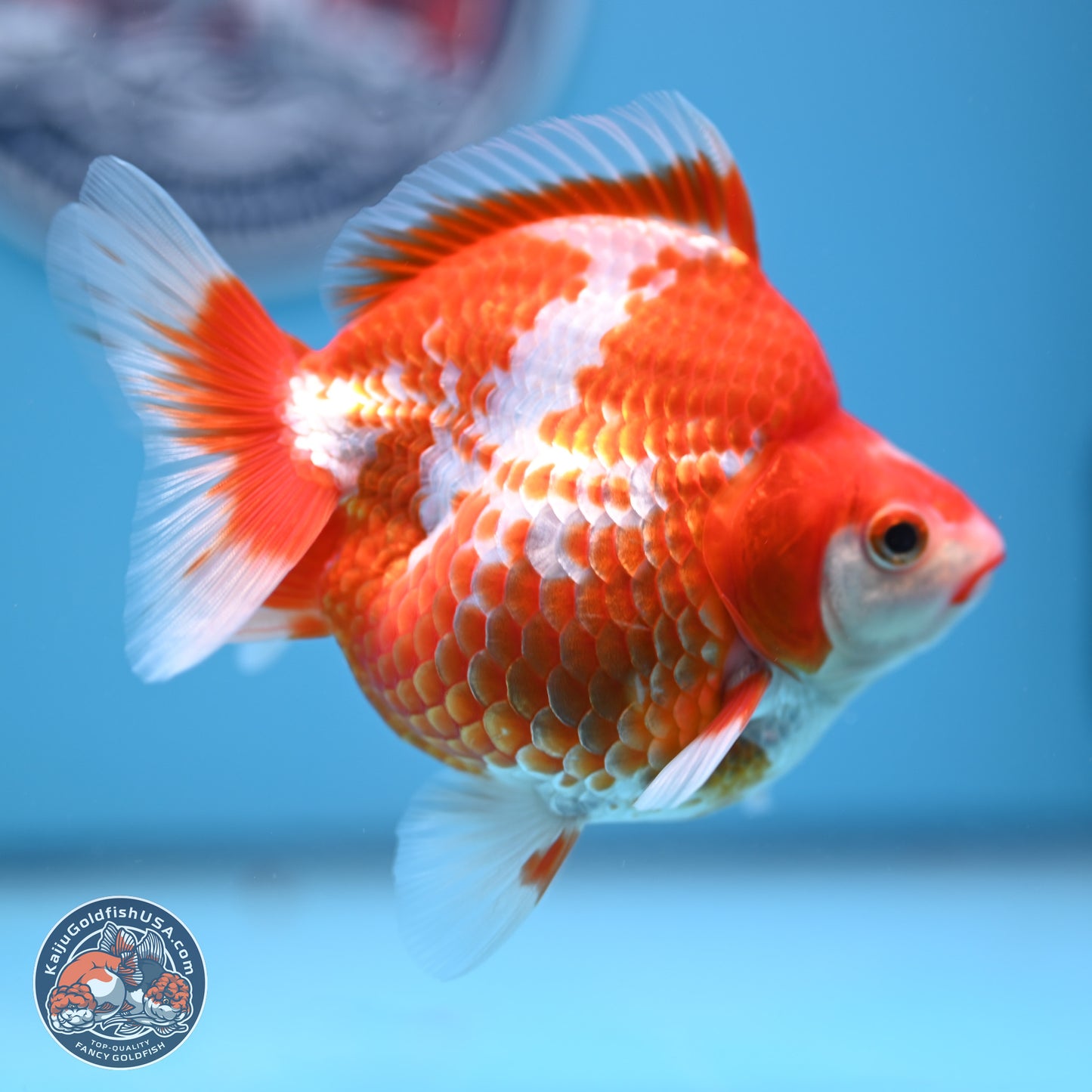 Red White Ryukin 3.75in Body (240816_RY02) - Kaiju Goldfish USA