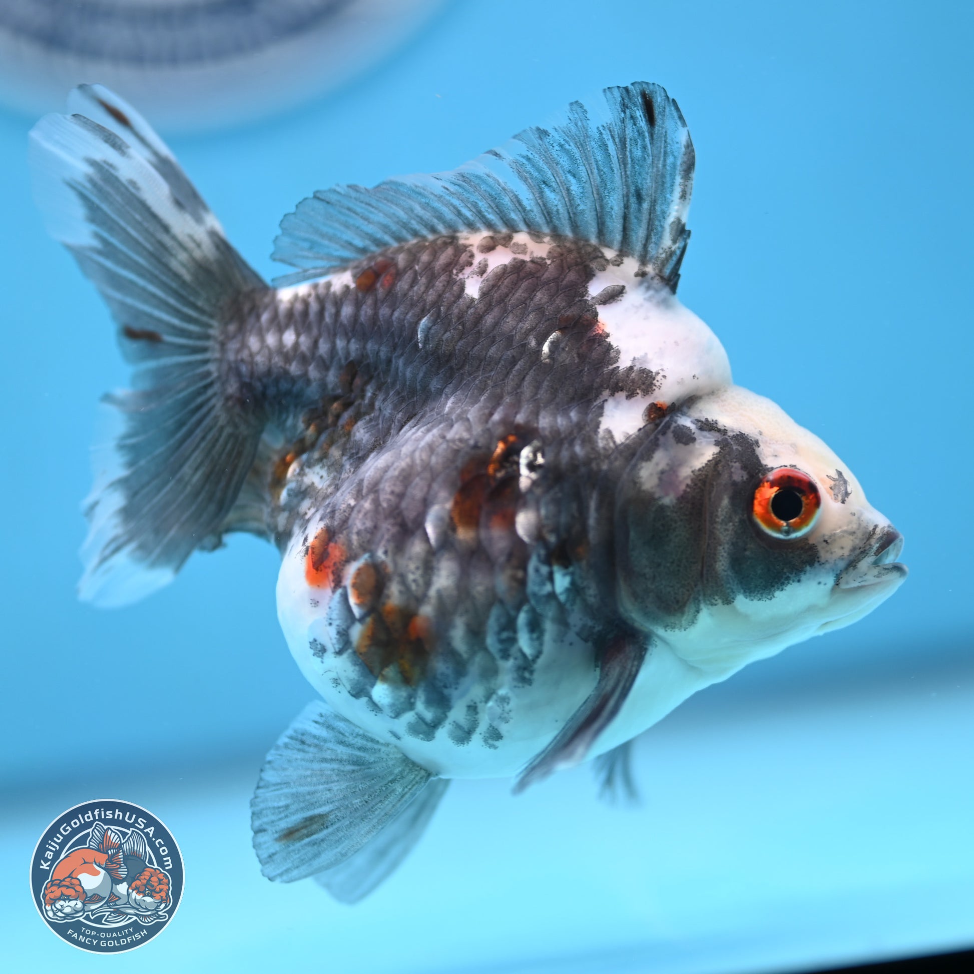 Grey Kirin Ryukin 3.75 inches Body - Male (250103_RY02) - Kaiju Goldfish USA