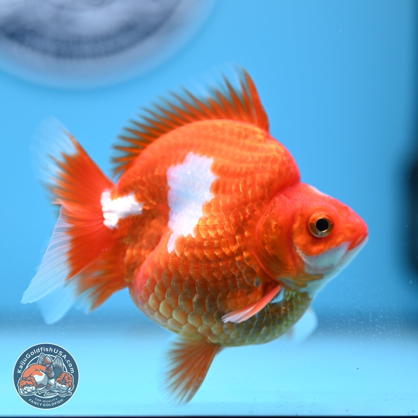 Red White Ryukin 3.5in Body (240823_RY02) - Kaiju Goldfish USA