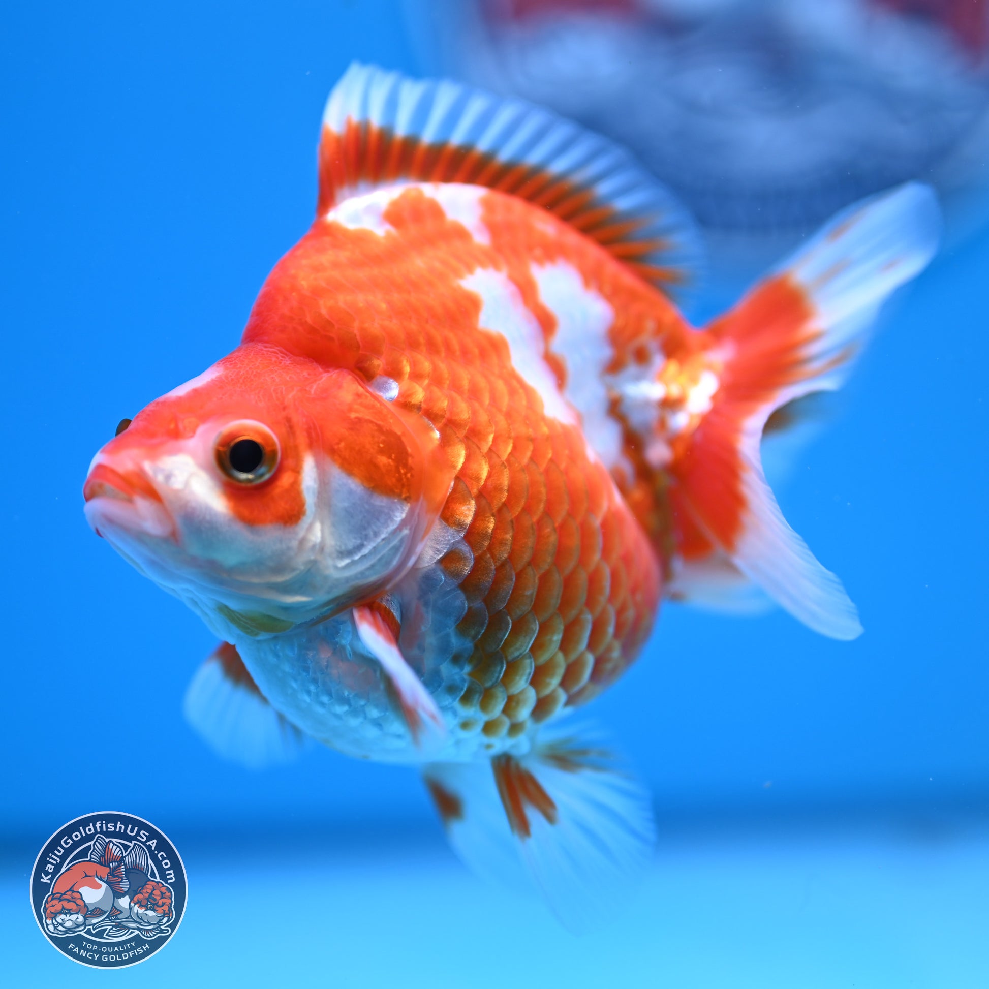 Red White Ryukin 3.75in Body (240816_RY02) - Kaiju Goldfish USA