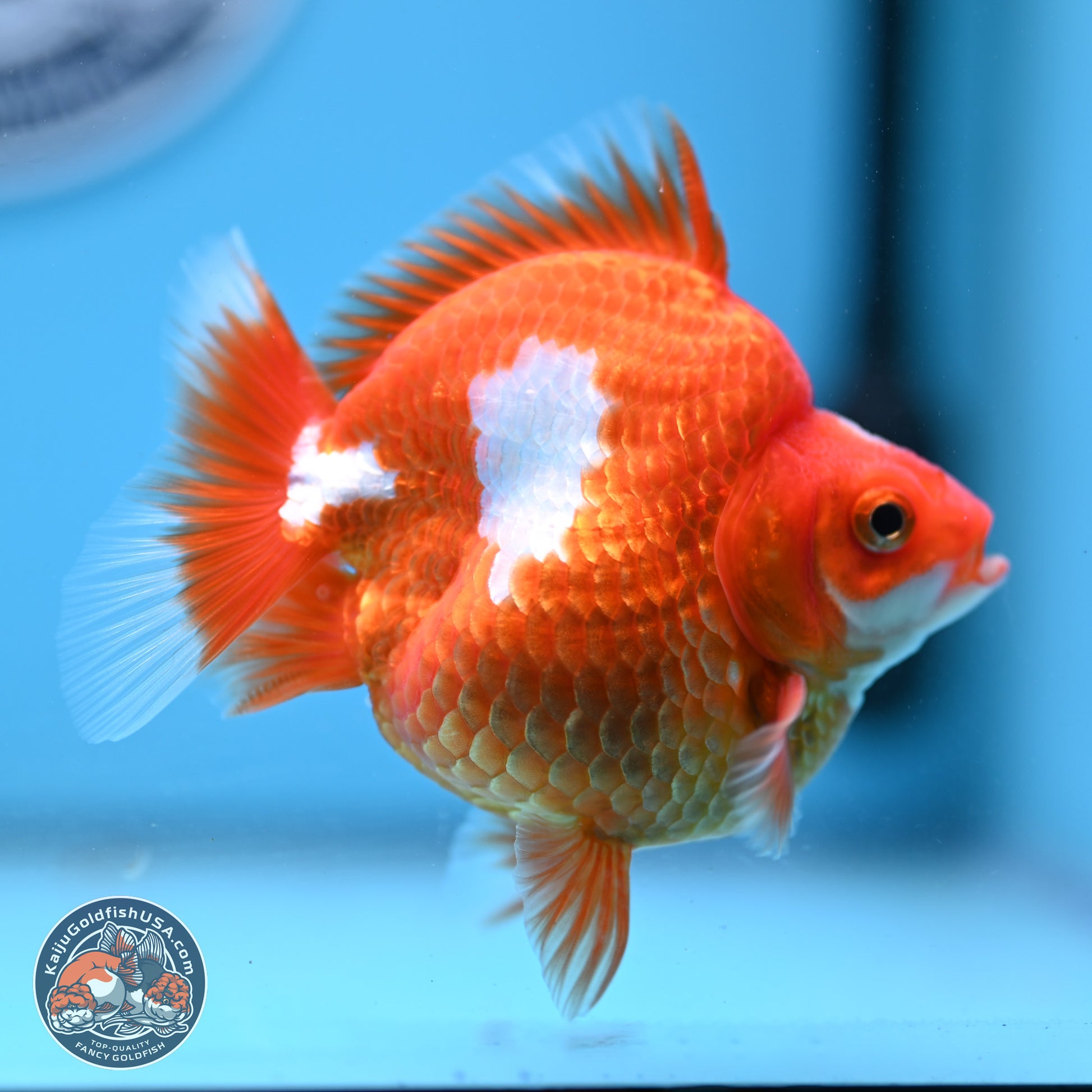 Red White Ryukin 3.5in Body (240823_RY02) - Kaiju Goldfish USA