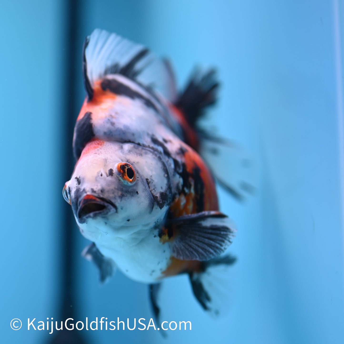 Jumbo Calico Ryukin 5-5.5 inches (240301_RY02) - Kaiju Goldfish USA