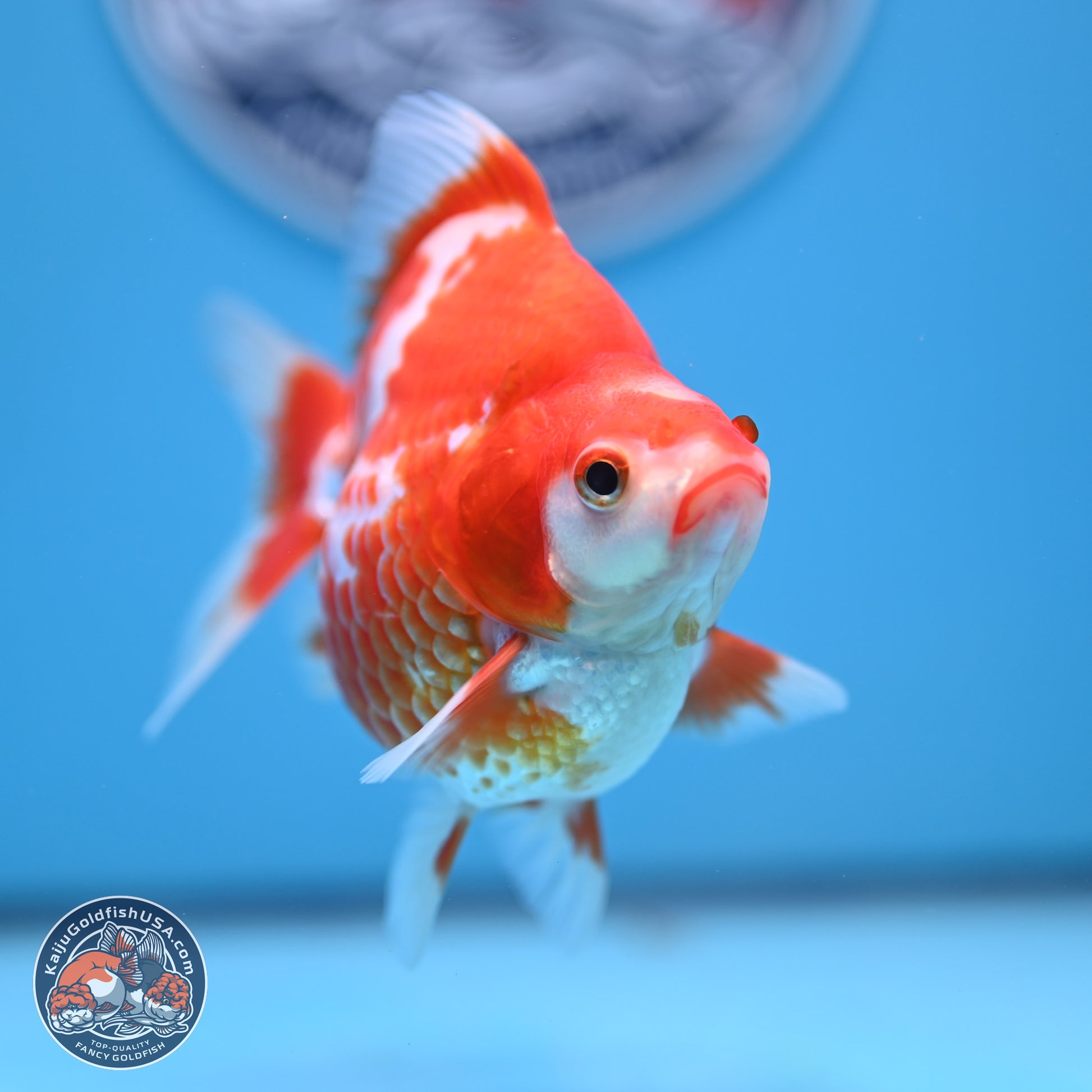 Red White Ryukin 3.75in Body (240816_RY02) - Kaiju Goldfish USA