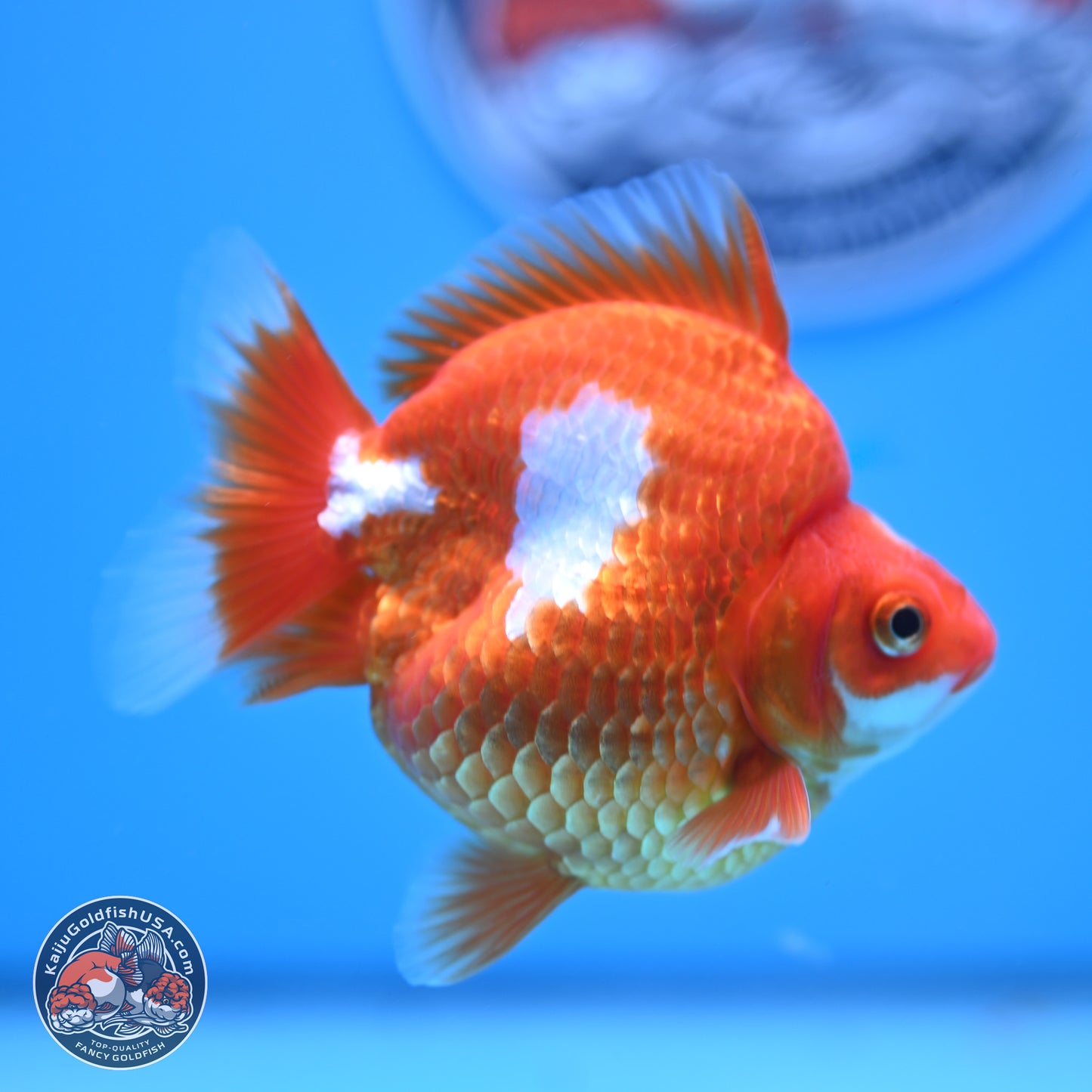 Red White Ryukin 3.5in Body (240823_RY02) - Kaiju Goldfish USA