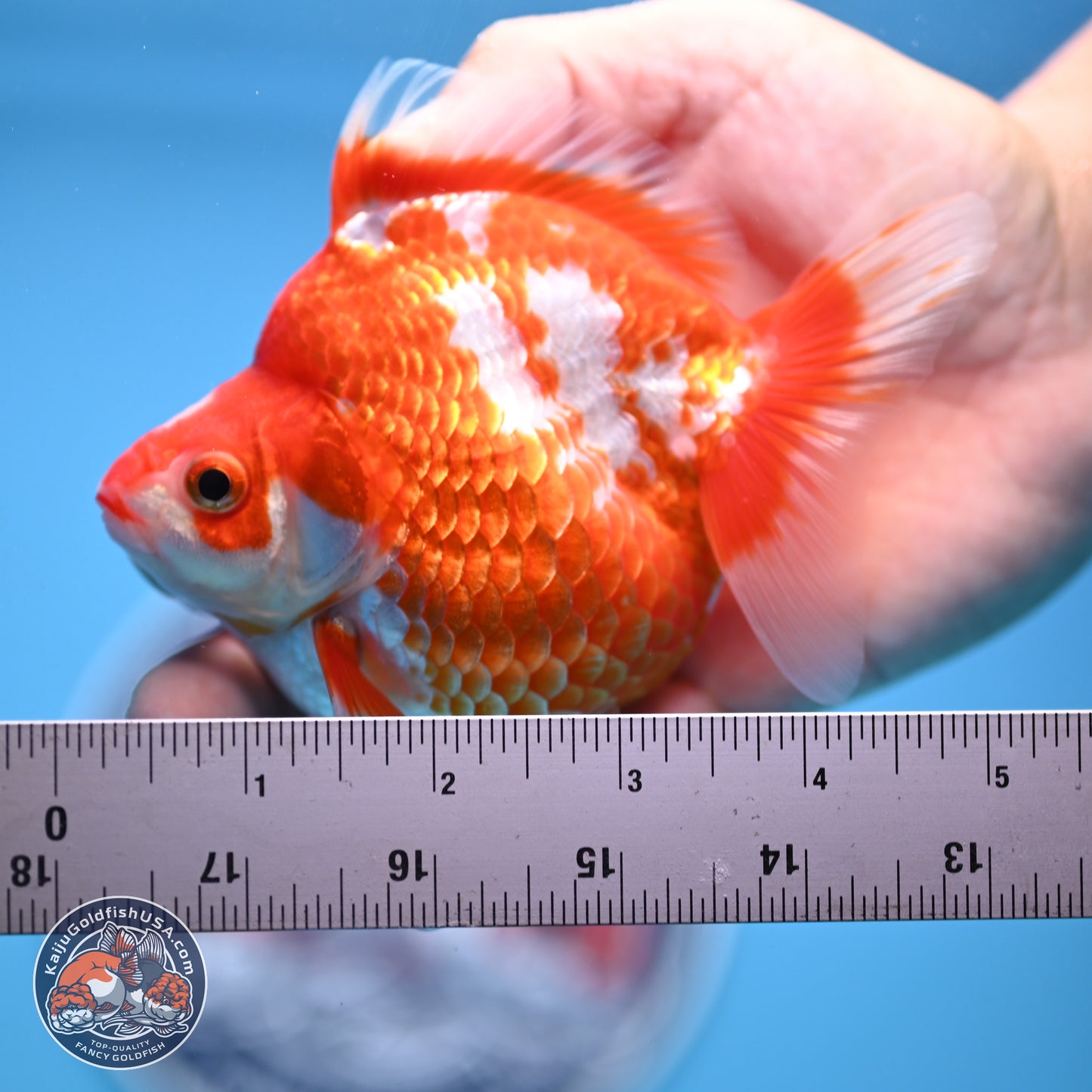 Red White Ryukin 3.75in Body (240816_RY02) - Kaiju Goldfish USA