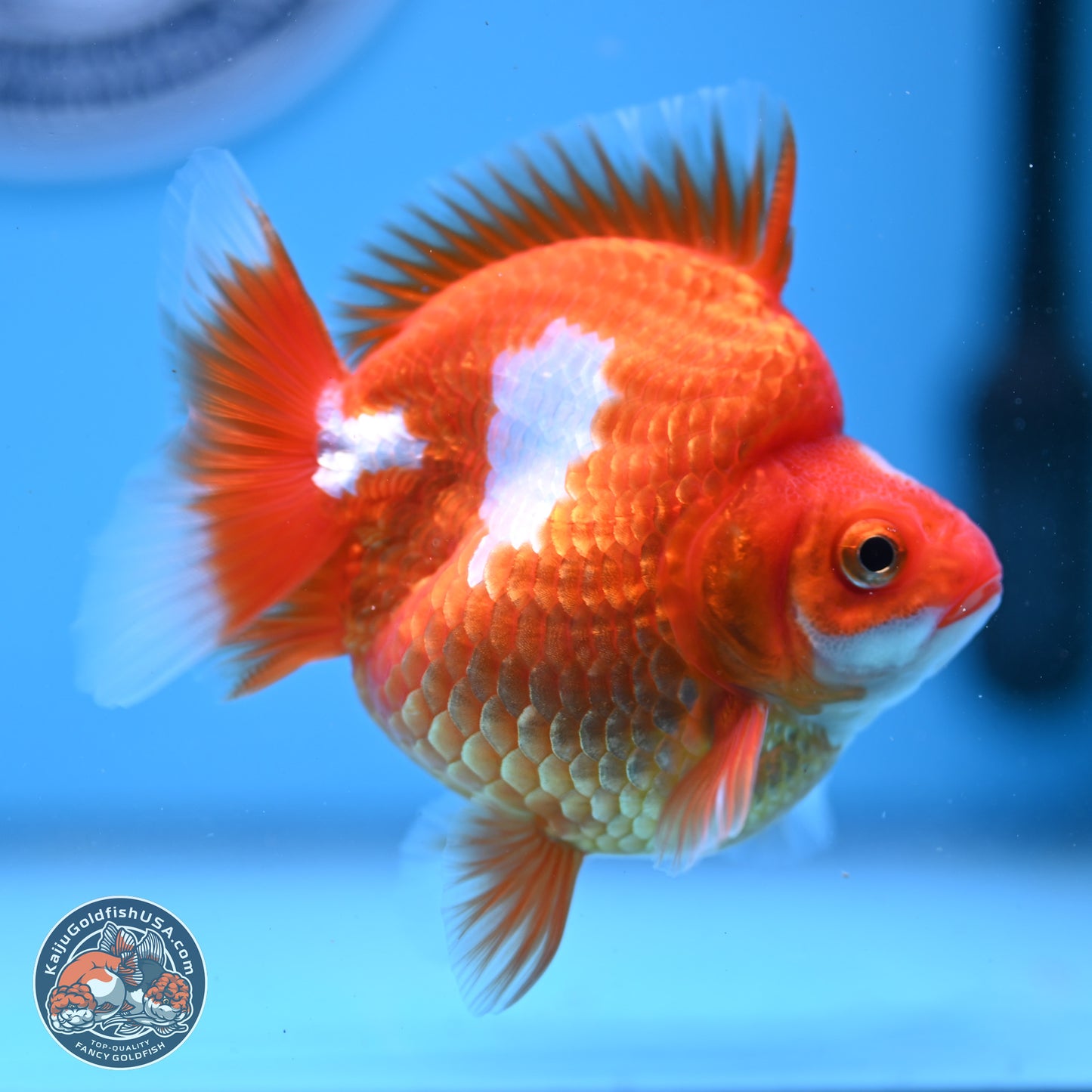 Red White Ryukin 3.5in Body (240823_RY02) - Kaiju Goldfish USA