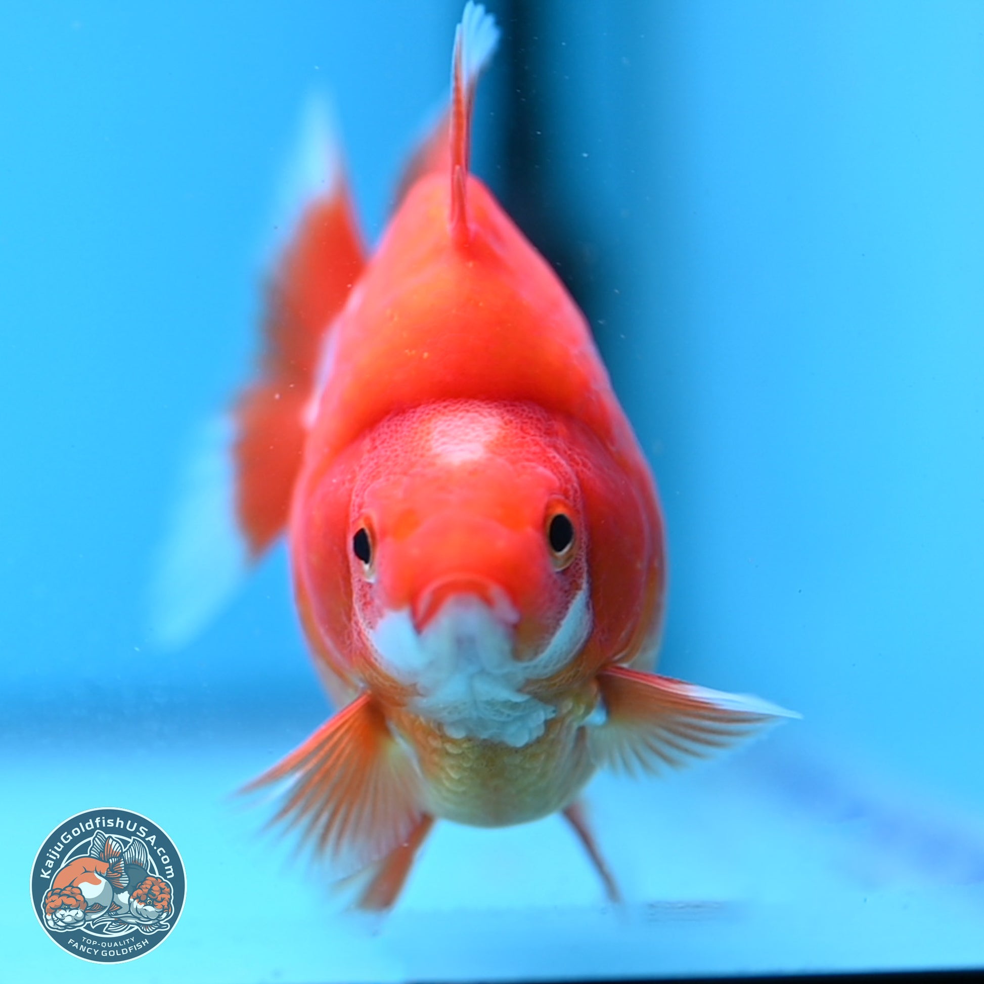 Red White Ryukin 3.5in Body (240823_RY02) - Kaiju Goldfish USA