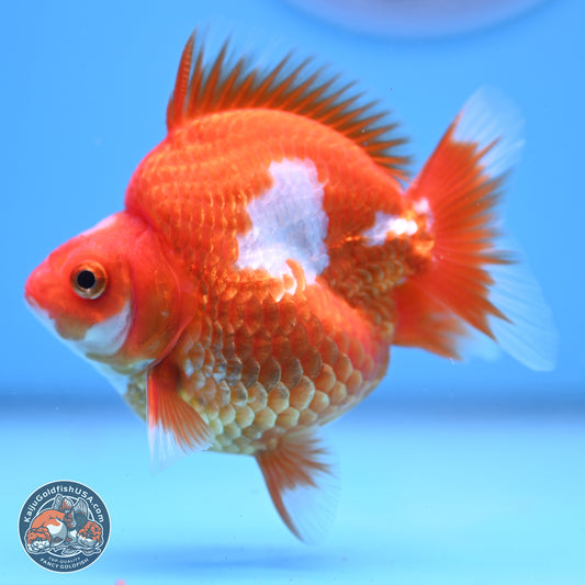 Red White Ryukin 3.5in Body (240823_RY02) - Kaiju Goldfish USA