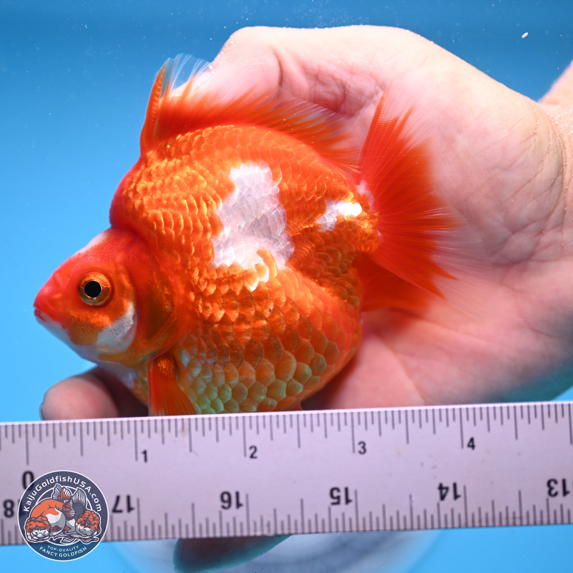 Red White Ryukin 3.5in Body (240823_RY02) - Kaiju Goldfish USA