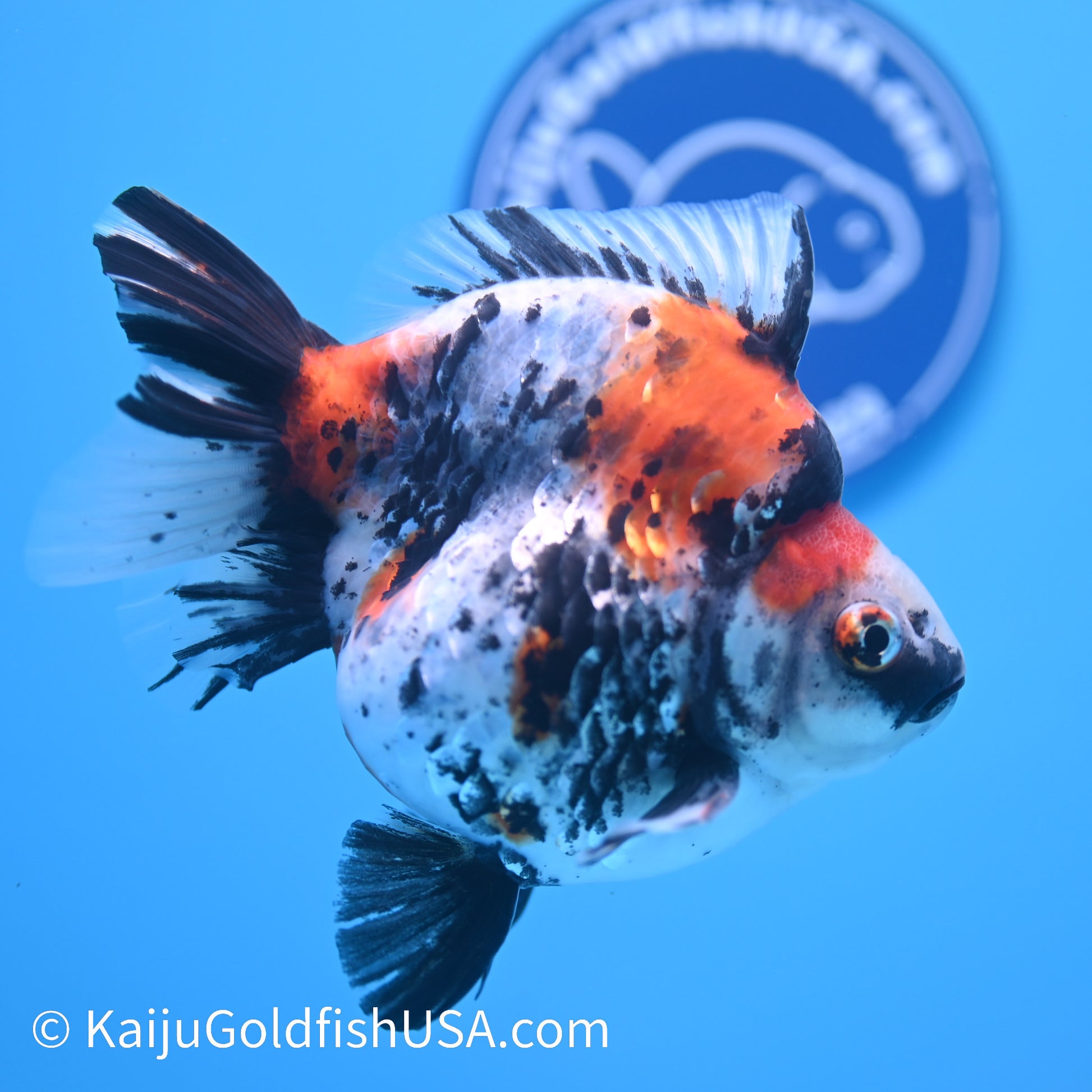 Jumbo Calico Ryukin 5-5.5 inches (240301_RY02) - Kaiju Goldfish USA