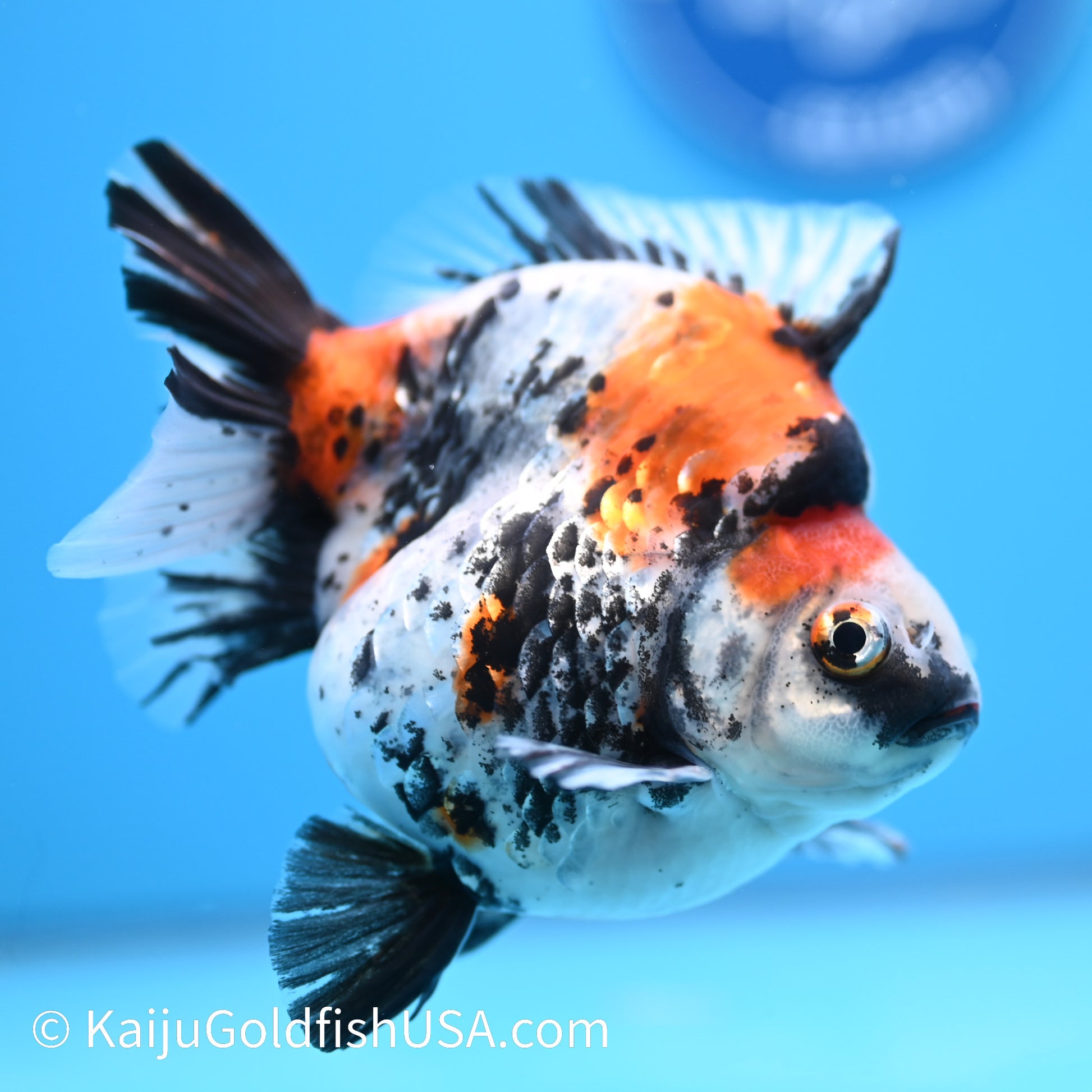 Jumbo Calico Ryukin 5-5.5 inches (240301_RY02) - Kaiju Goldfish USA