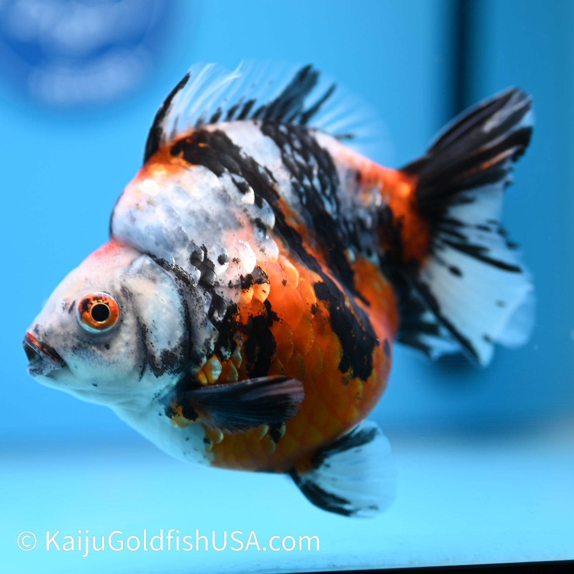 Jumbo Calico Ryukin 5-5.5 inches (240301_RY02) - Kaiju Goldfish USA