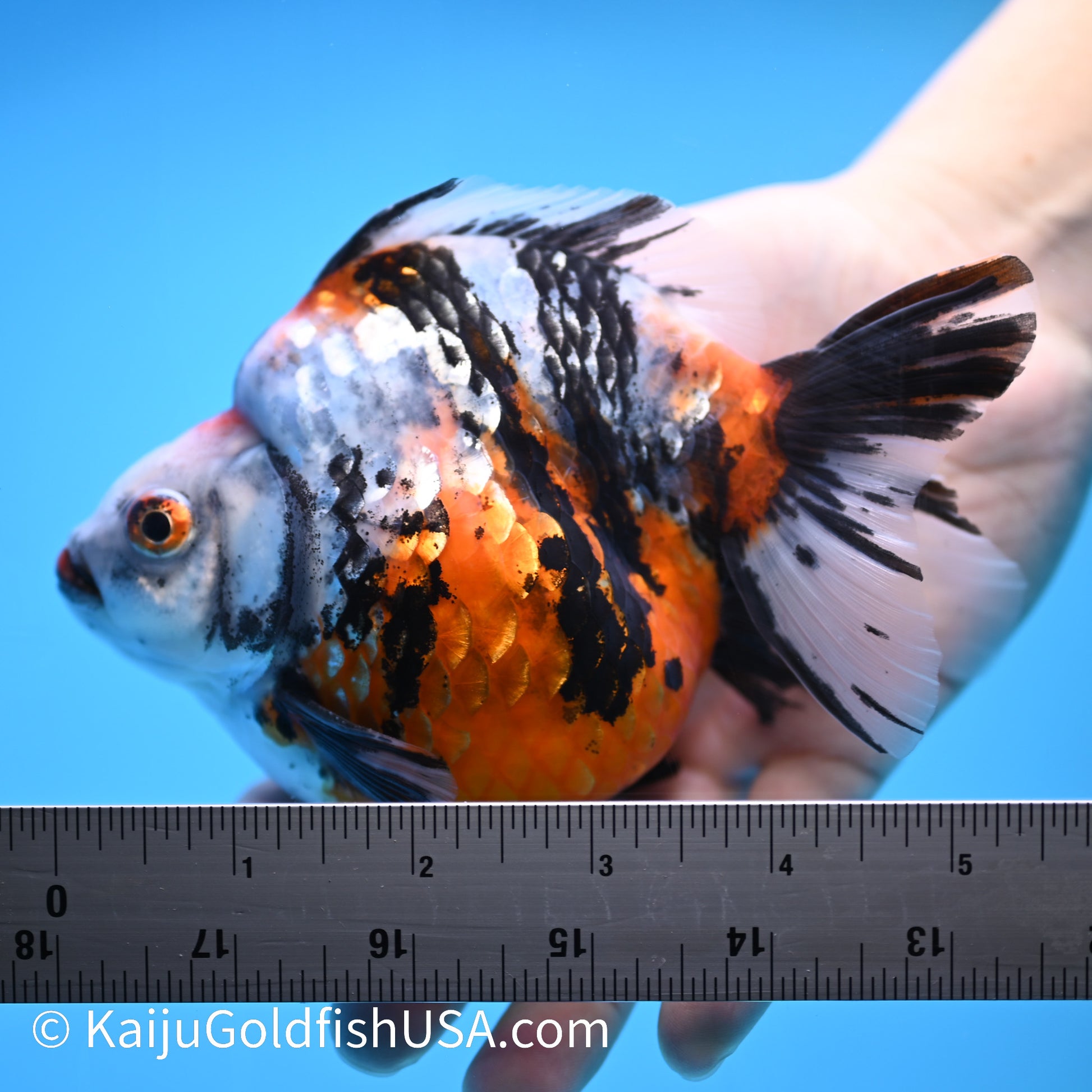 Jumbo Calico Ryukin 5-5.5 inches (240301_RY02) - Kaiju Goldfish USA