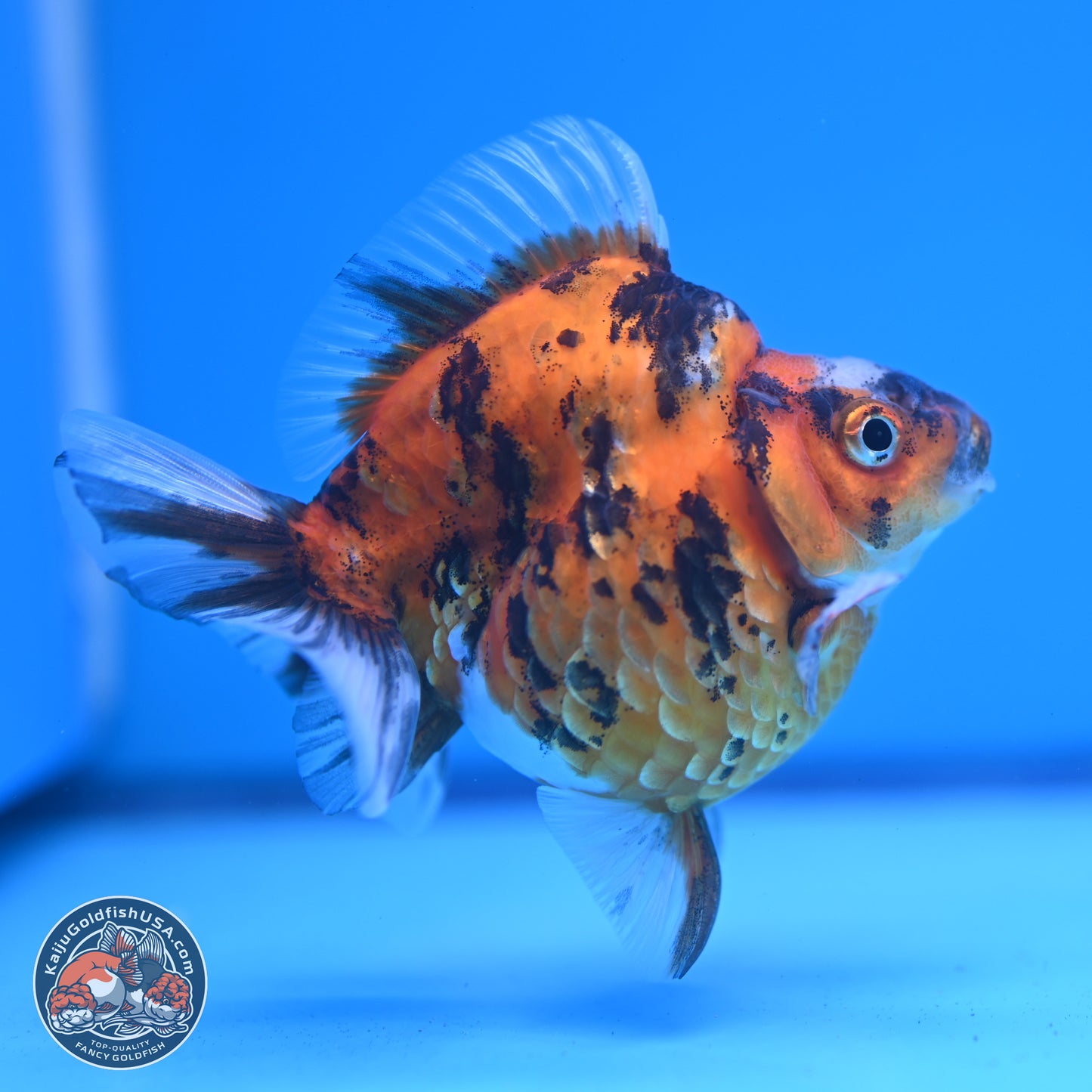 Tricolor Tiger Ryukin 3.5-4 inches (240920_RY02) - Kaiju Goldfish USA