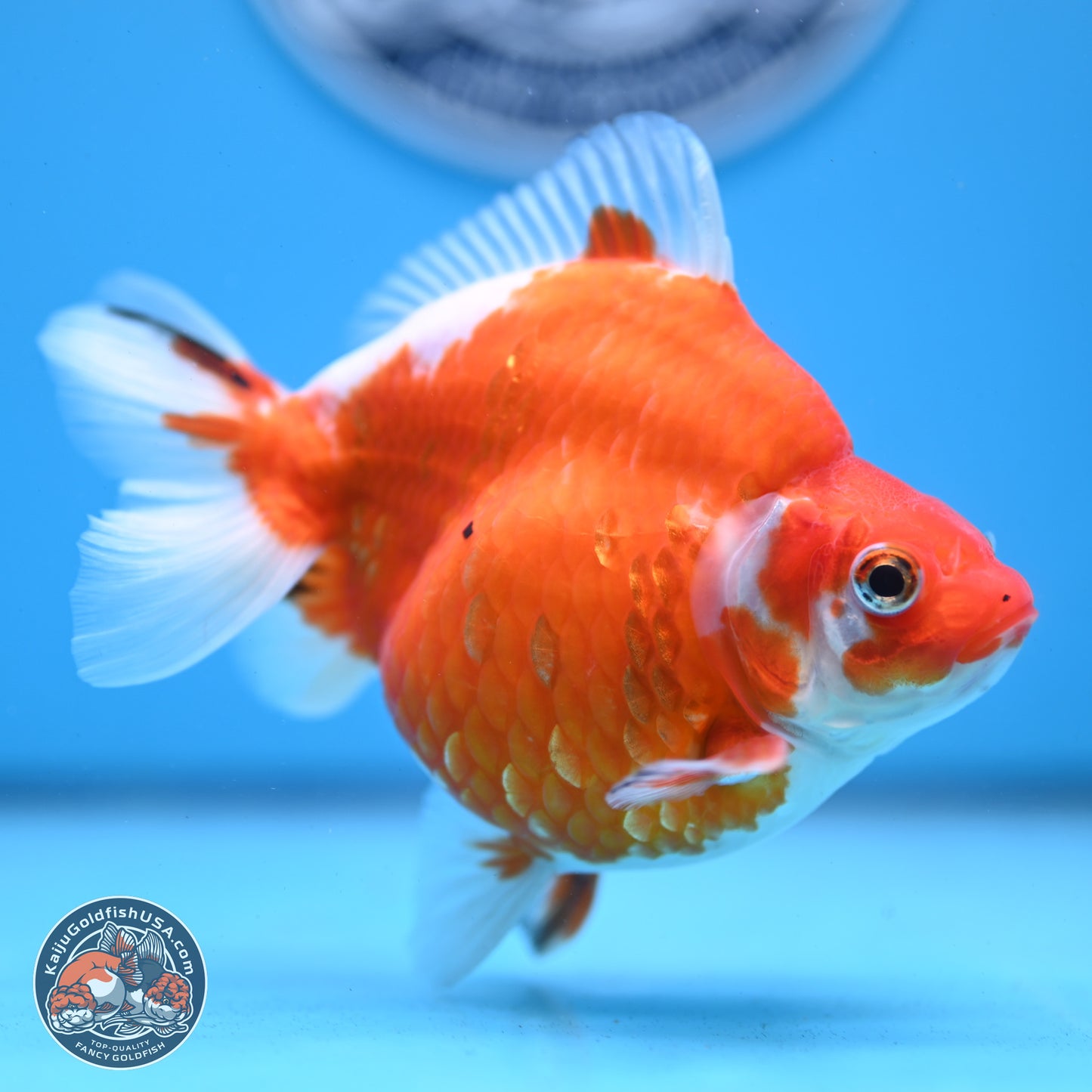 Sakura Ryukin 4-5 inches (240927_RY02) - Kaiju Goldfish USA